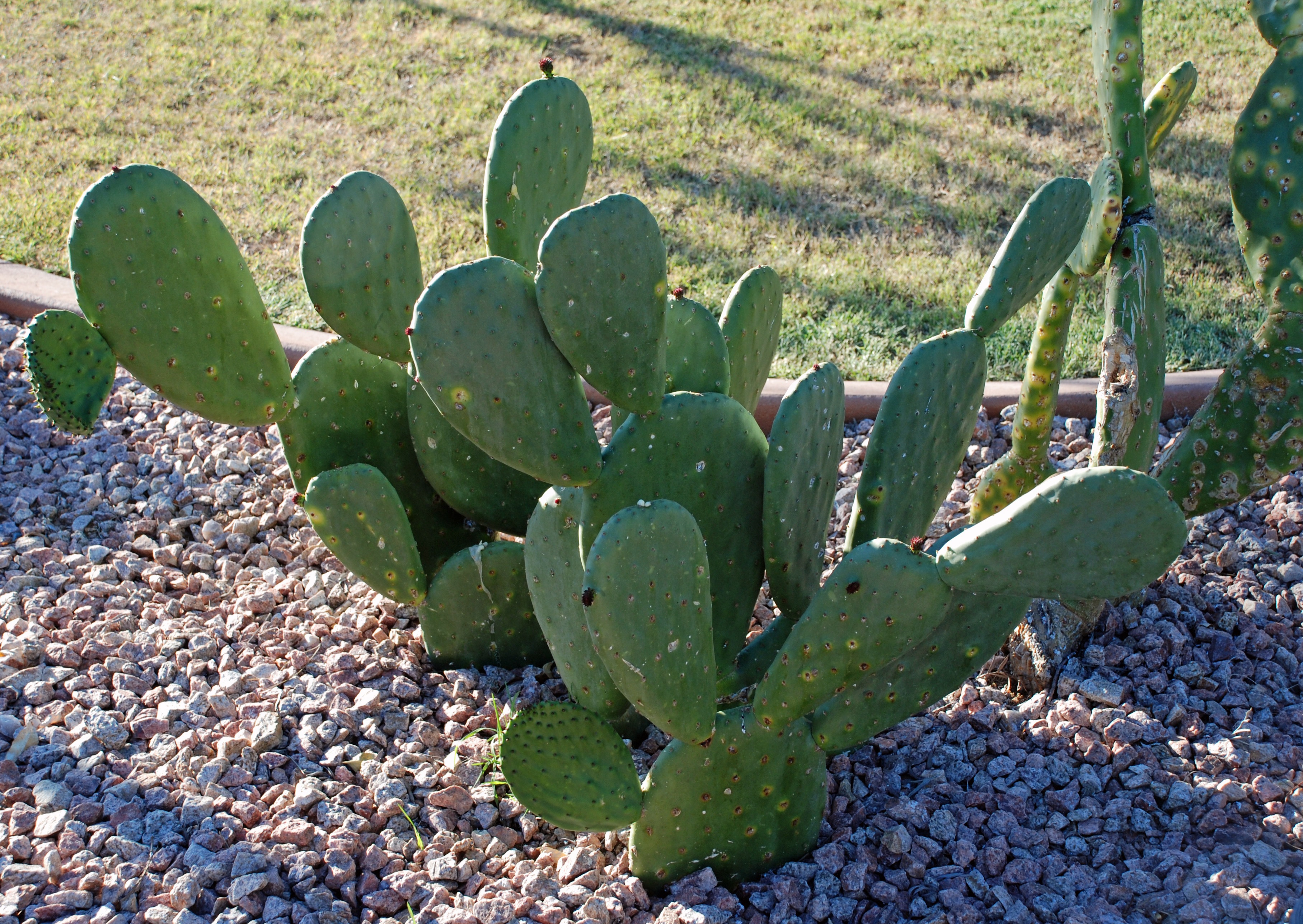 prickly-pear-cactus – Glenrosa Journeys