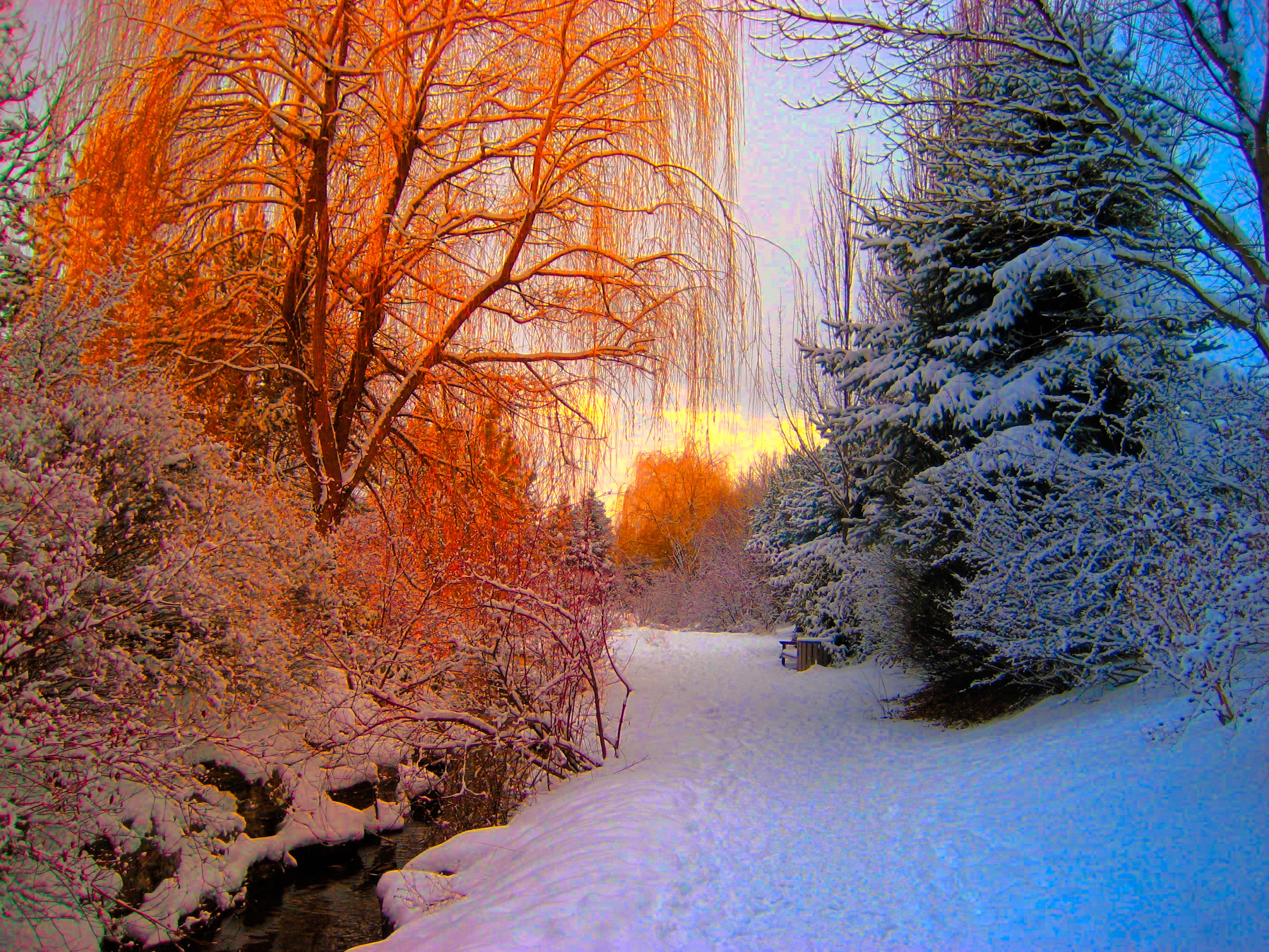 Orange and blue and white snow forest photo