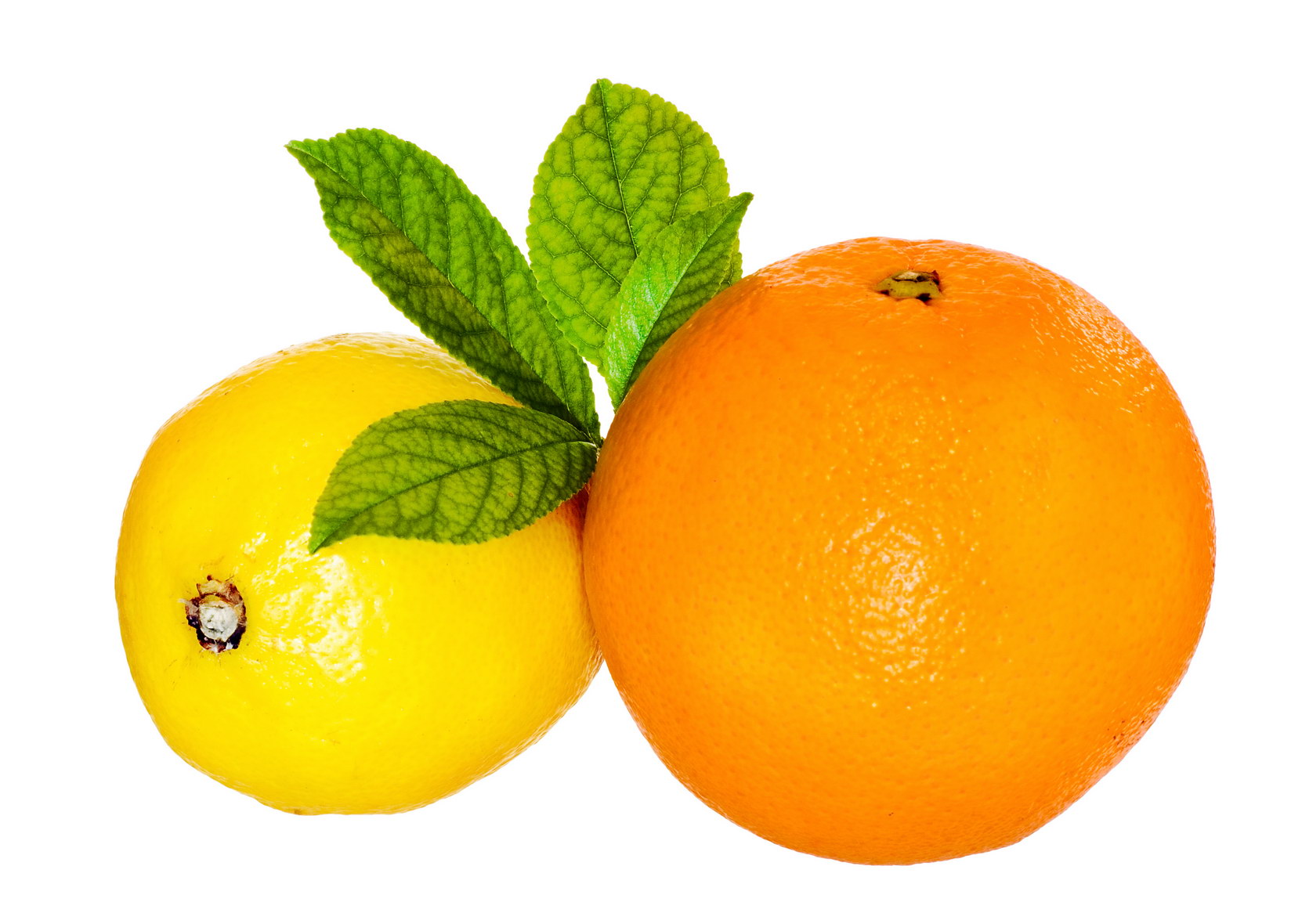 Orange and lemon photo