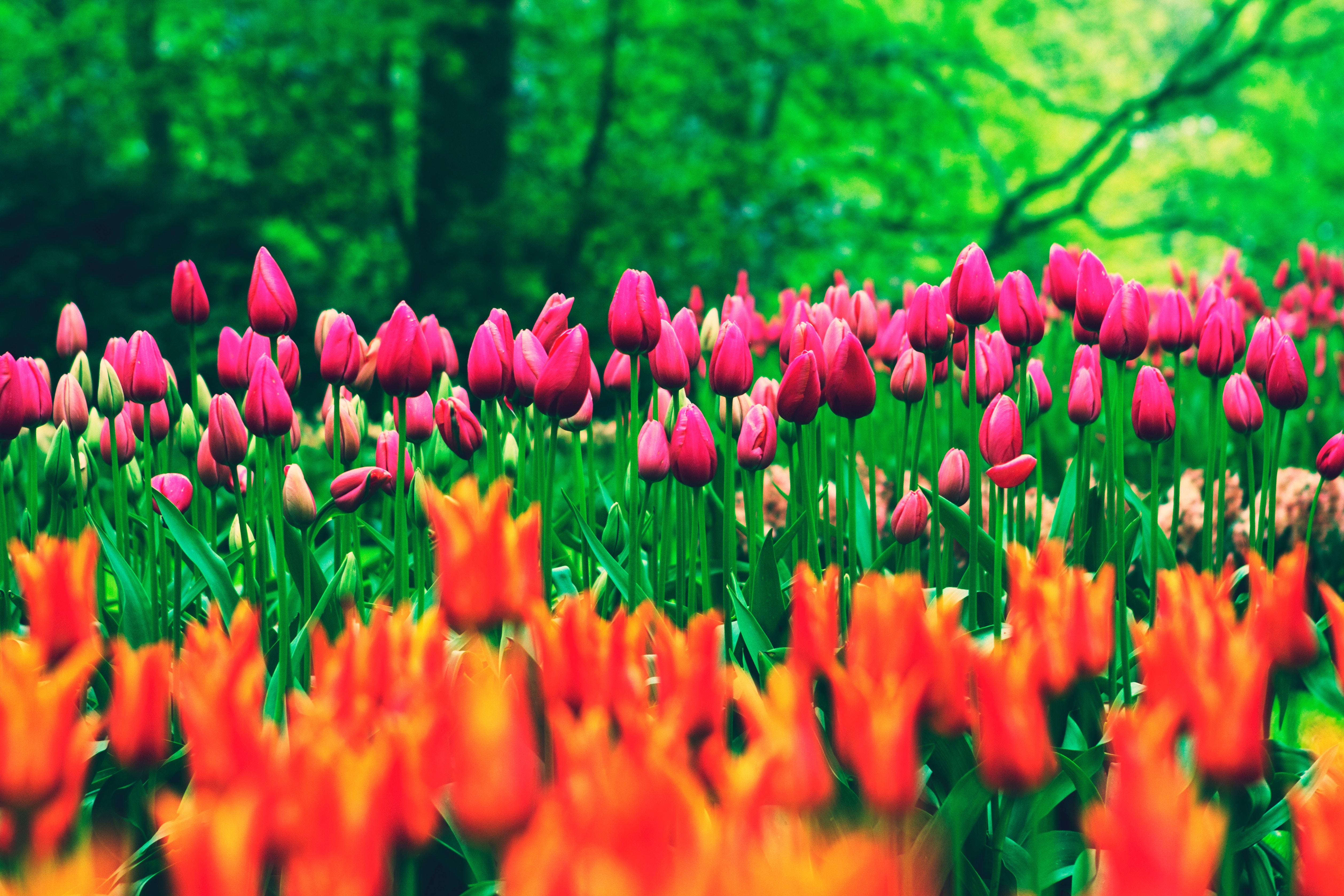 Orange and Pink Flowers during Daytime, Beautiful, Grass, Tulips, Trees, HQ Photo