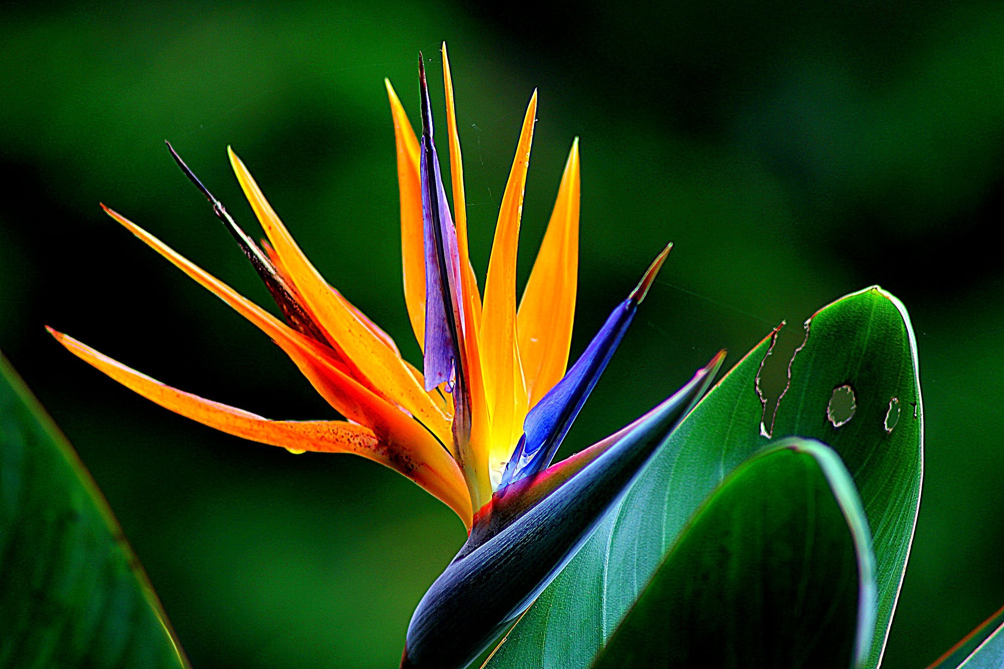 Free photo: Orange and Purple Birds of Paradise Flower - Bloom, Blossom ...