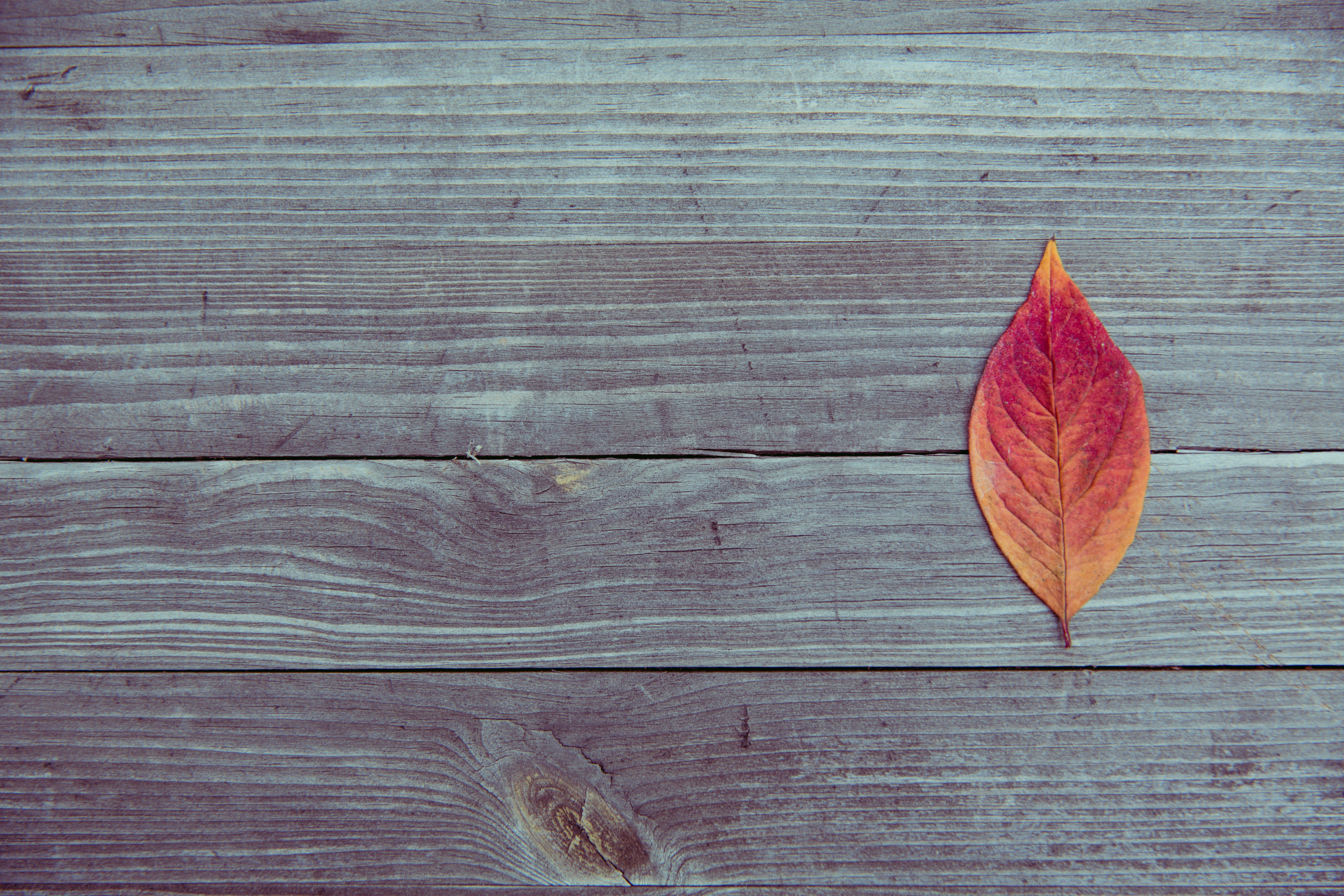 Orange and red leaf in brown wood plank photo