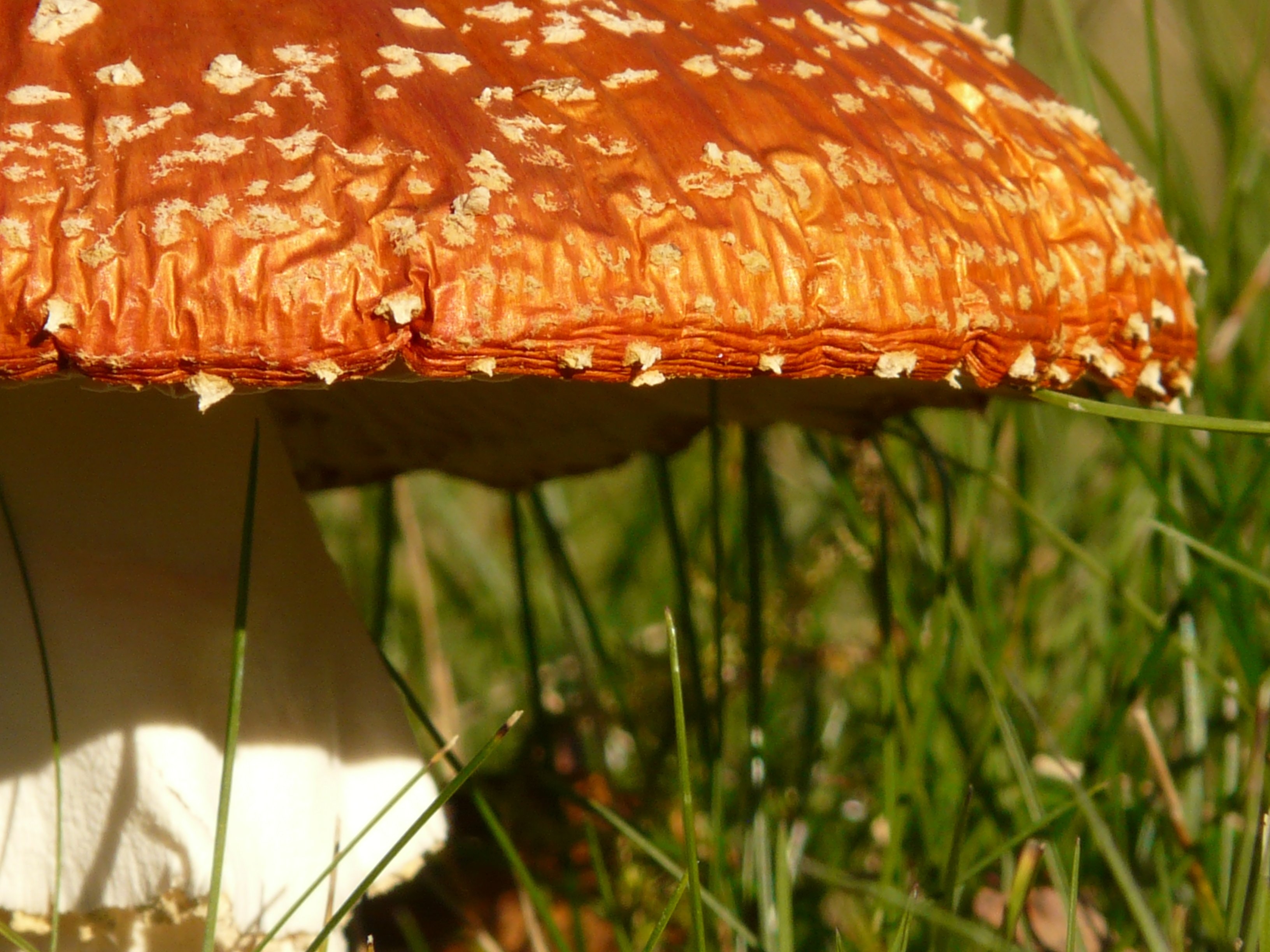 Orange and white mushroom on grass photo