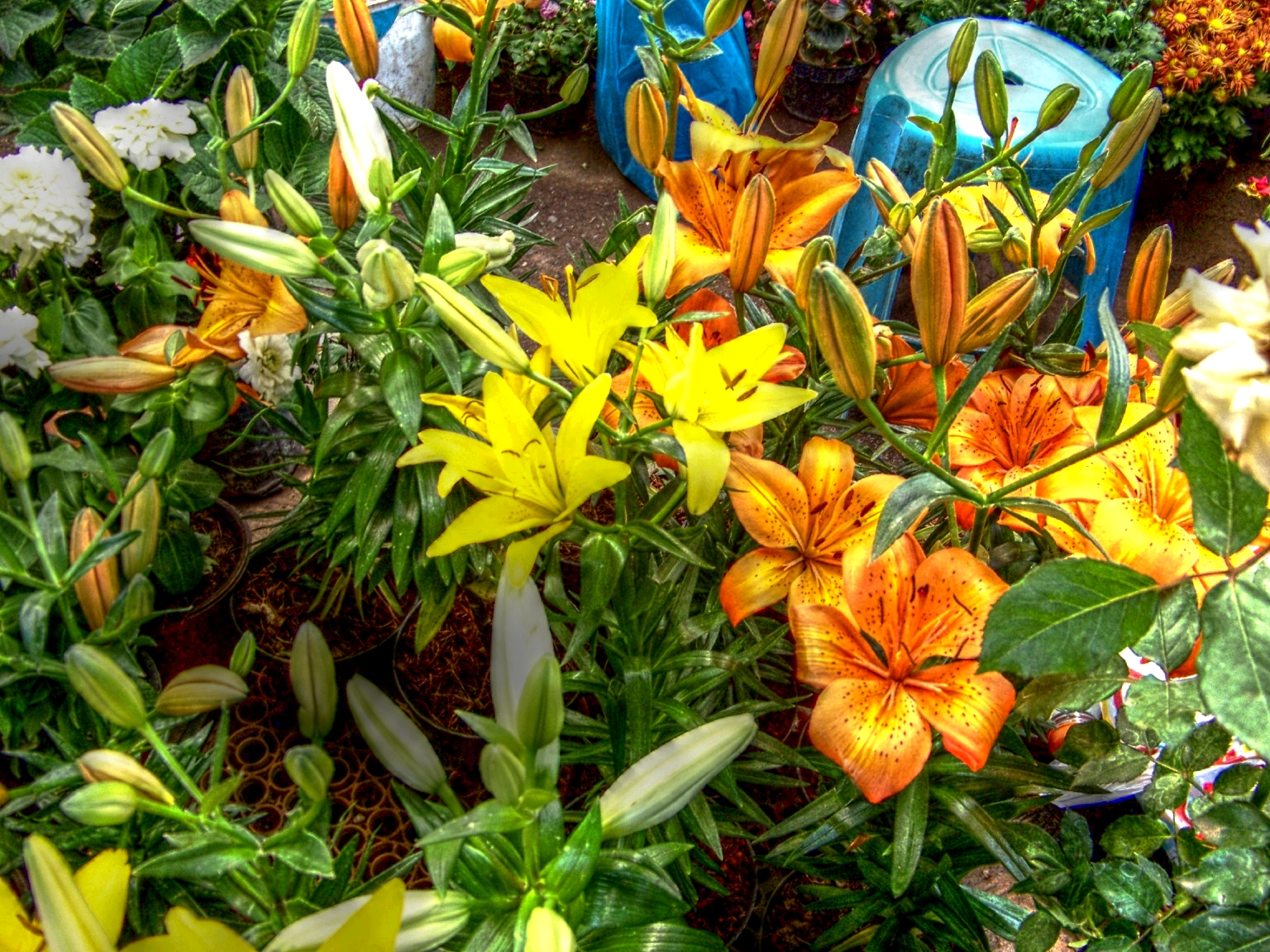 Orange and yellow flowers photo