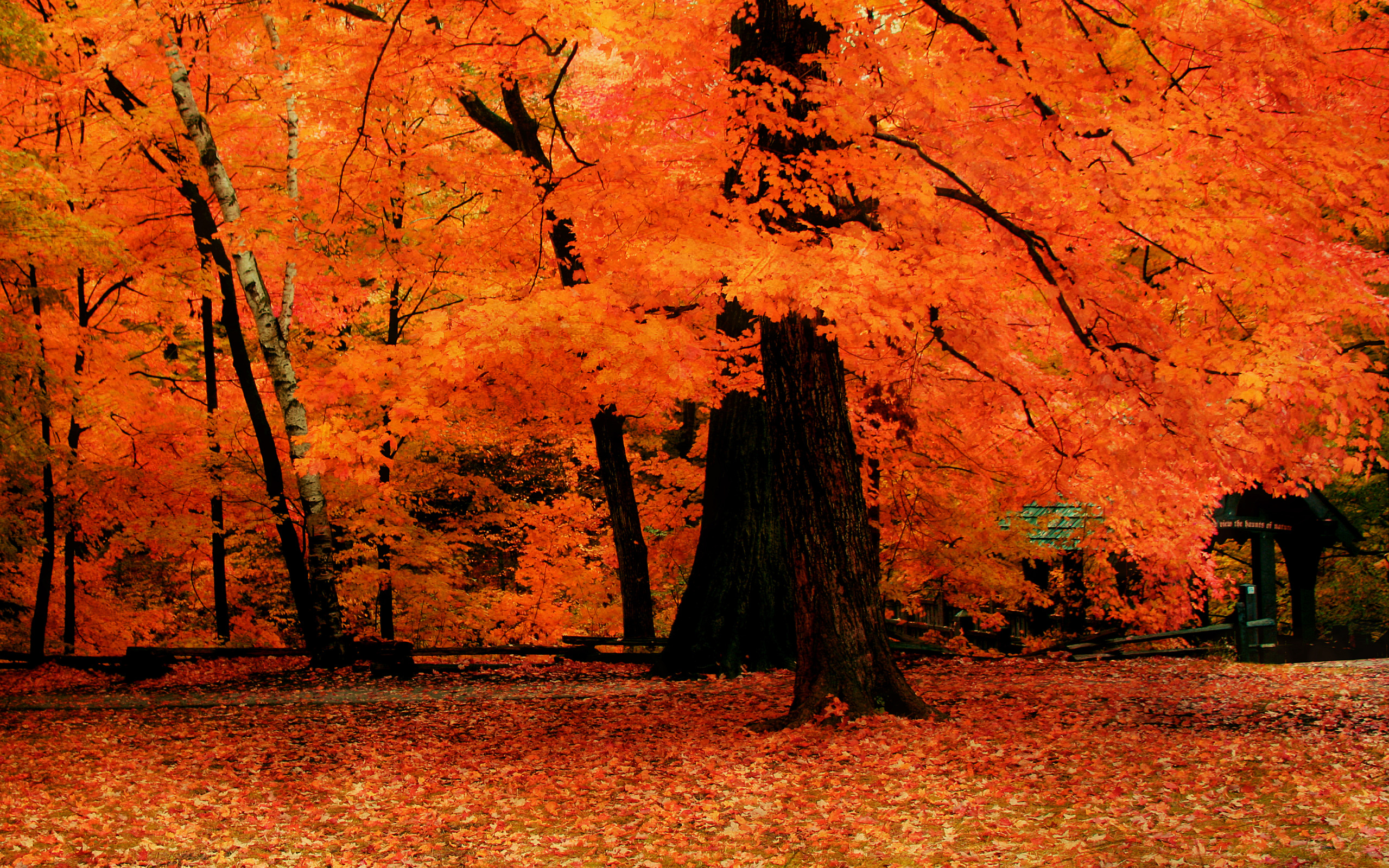 Orange Autumn Trees widescreen wallpaper | Wide-Wallpapers.NET