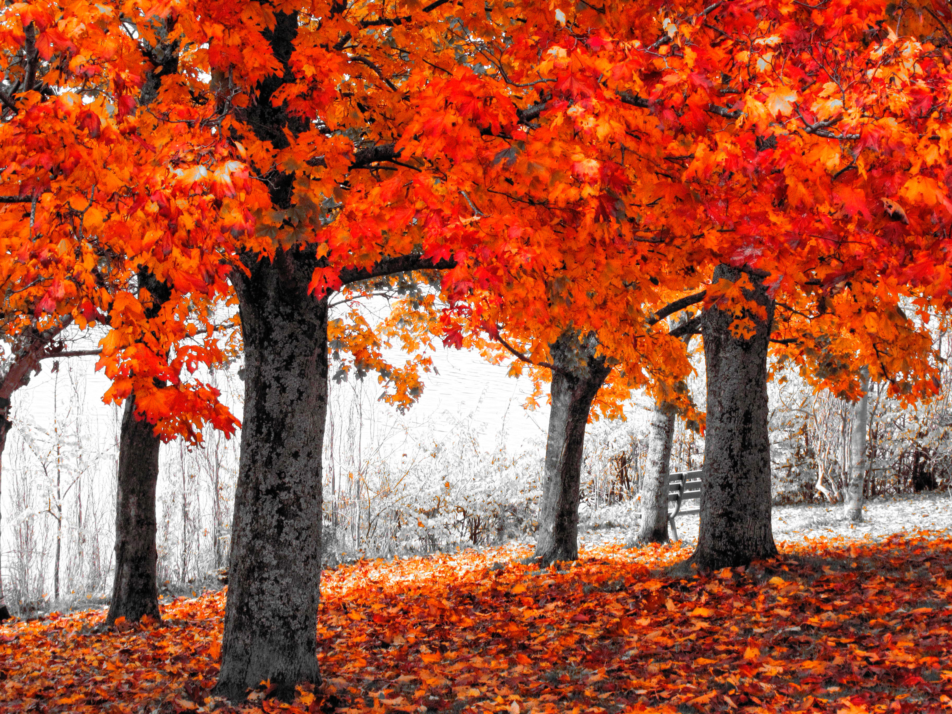 Orange Autumn Trees widescreen wallpaper | Wide-Wallpapers.NET