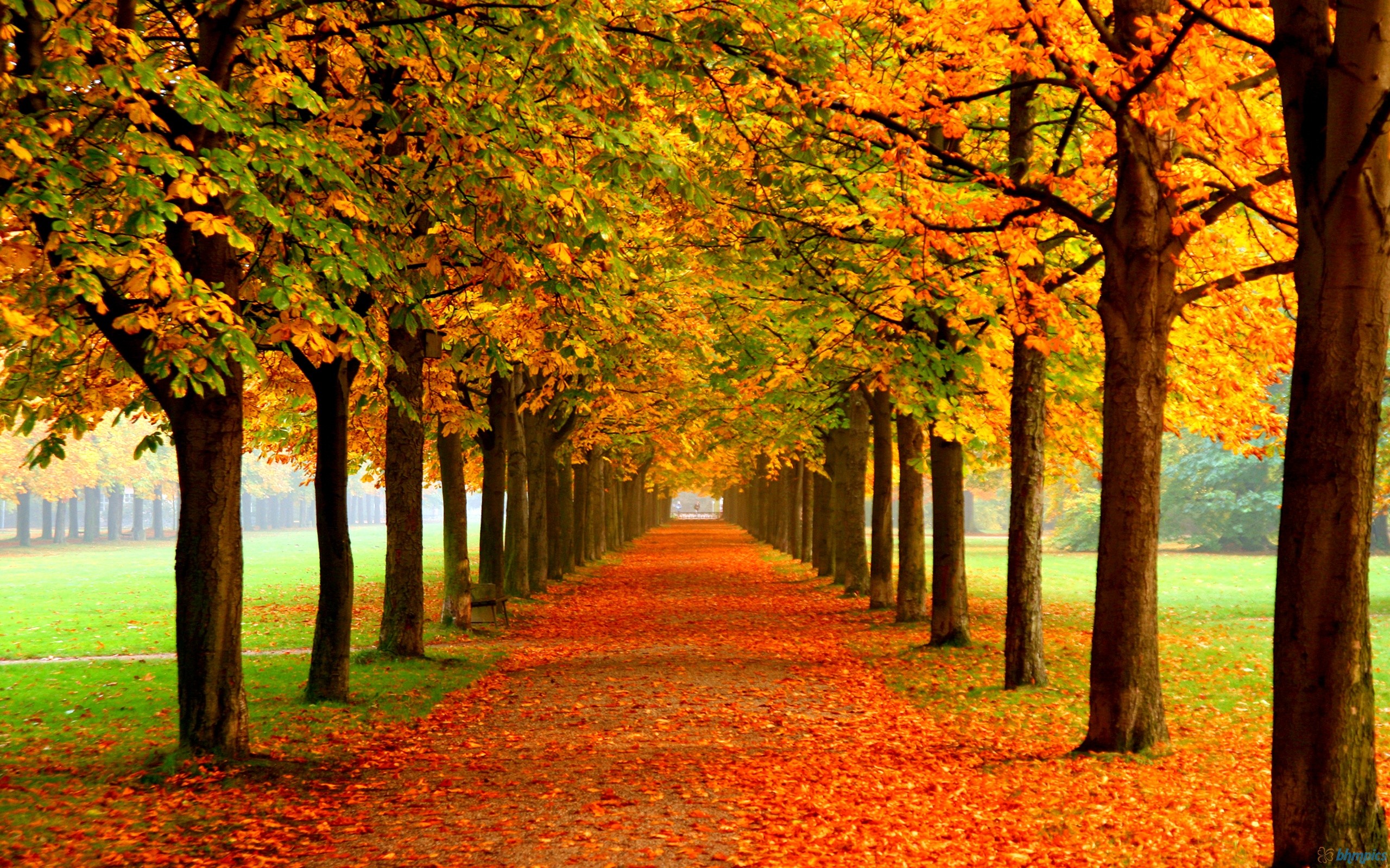 Forests: Park Autumn Leaves Static Red Orange Road Trees Fall Nature ...