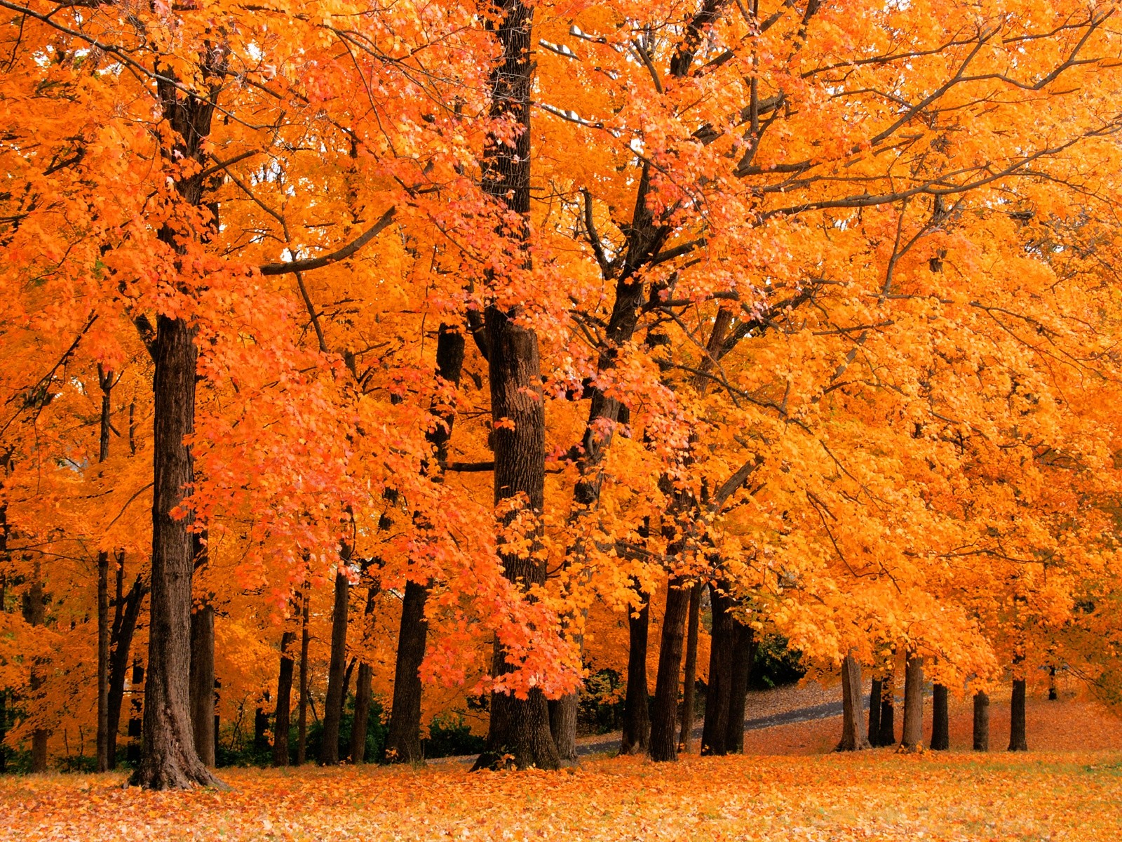 Autumn Orange Parks Trees - WallDevil