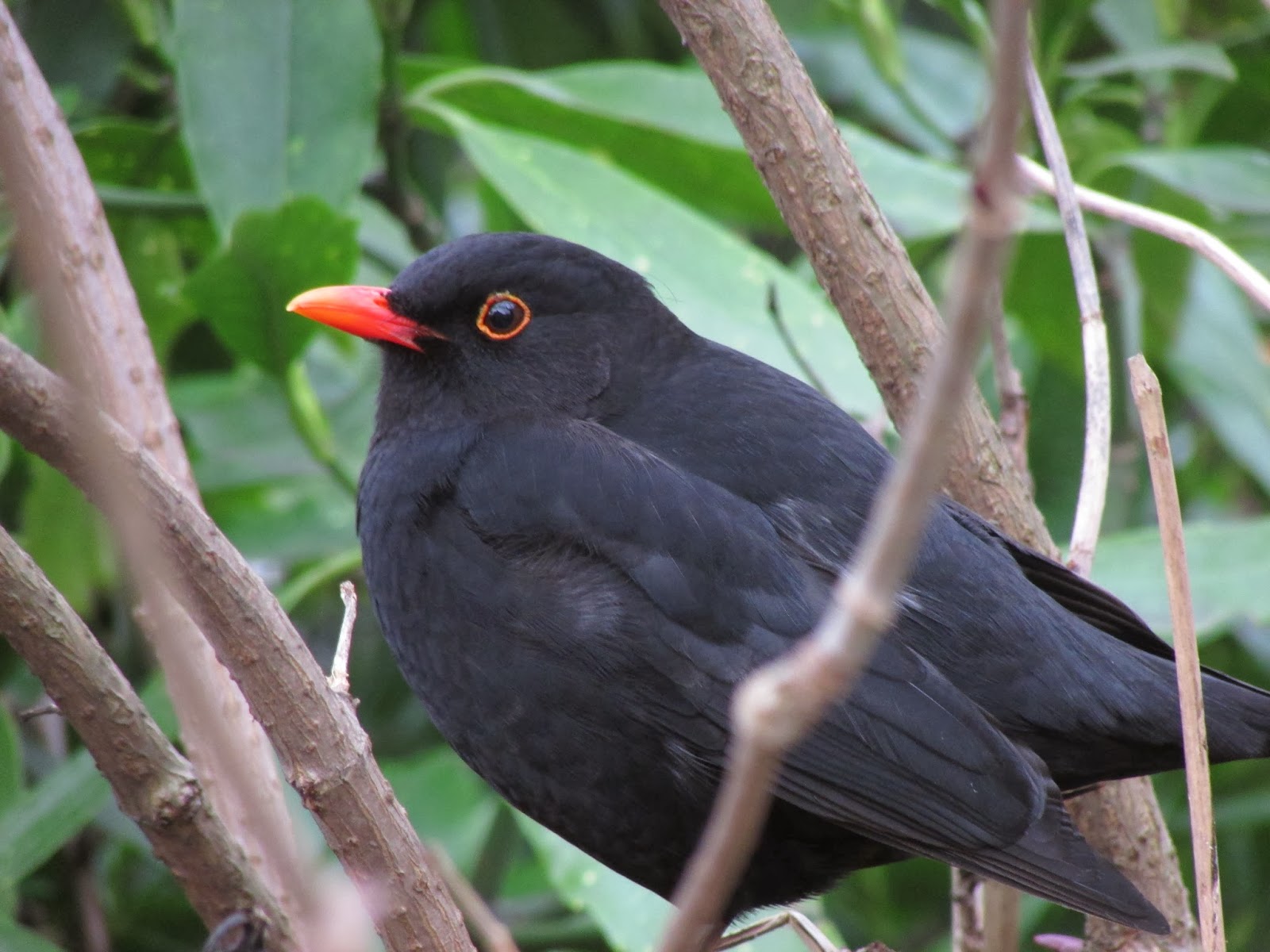 The Rattling Crow: The bill of the blackbird