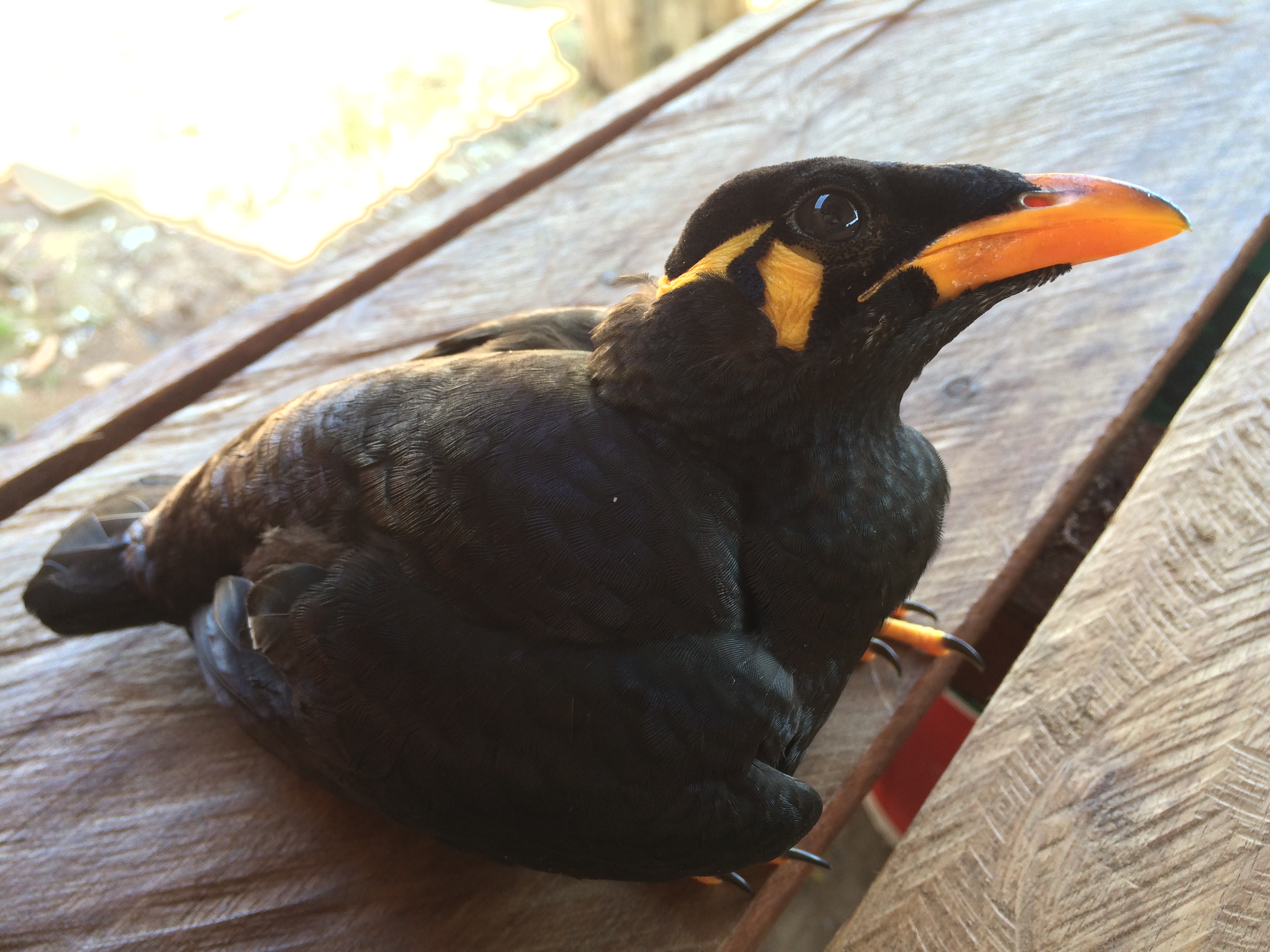 Orange Beaked Bird, Animal, Beak, Bird, Black, HQ Photo