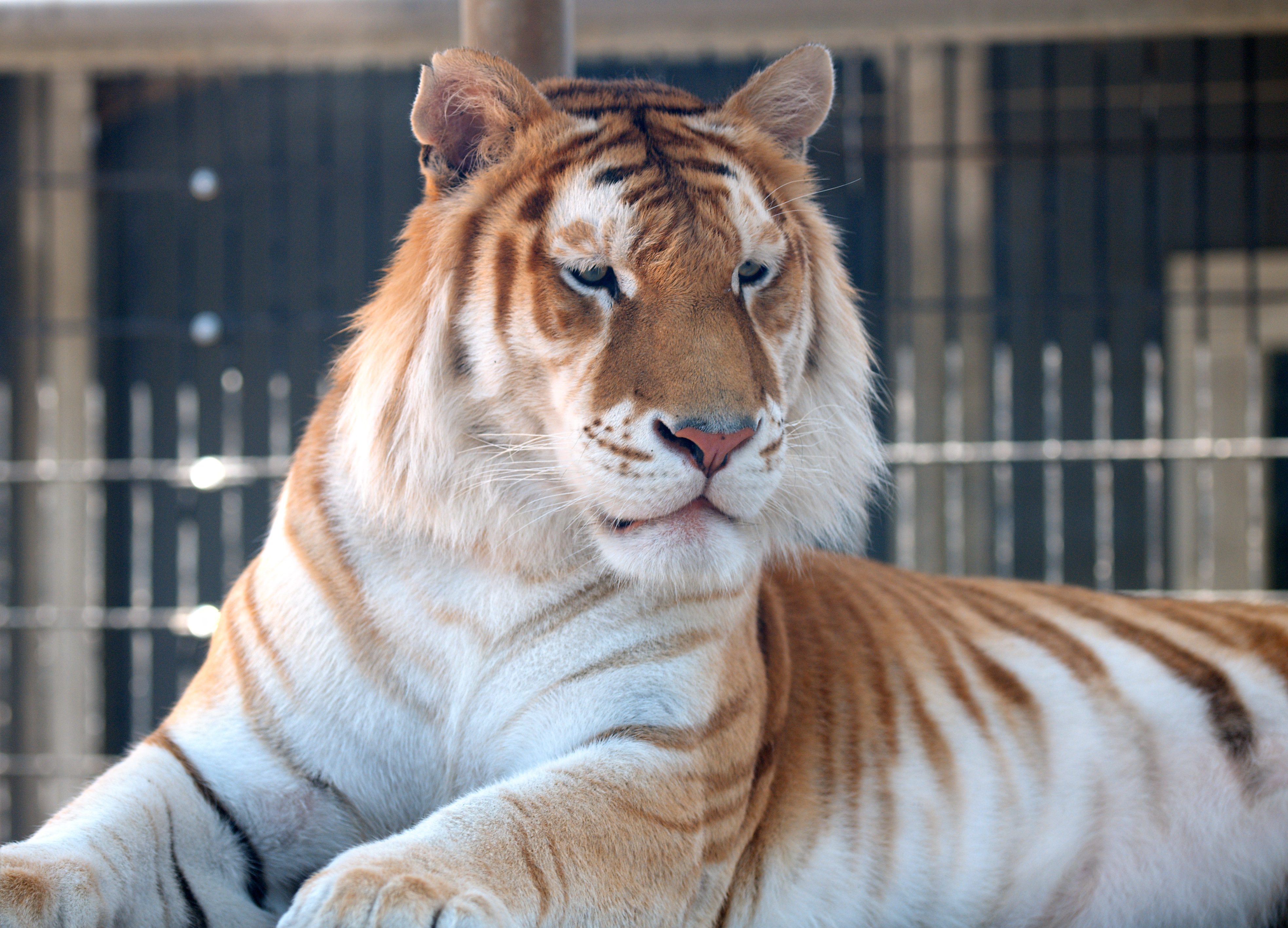 Orange Bengal Tiger 2, Animal, Big cat, Tiger, HQ Photo