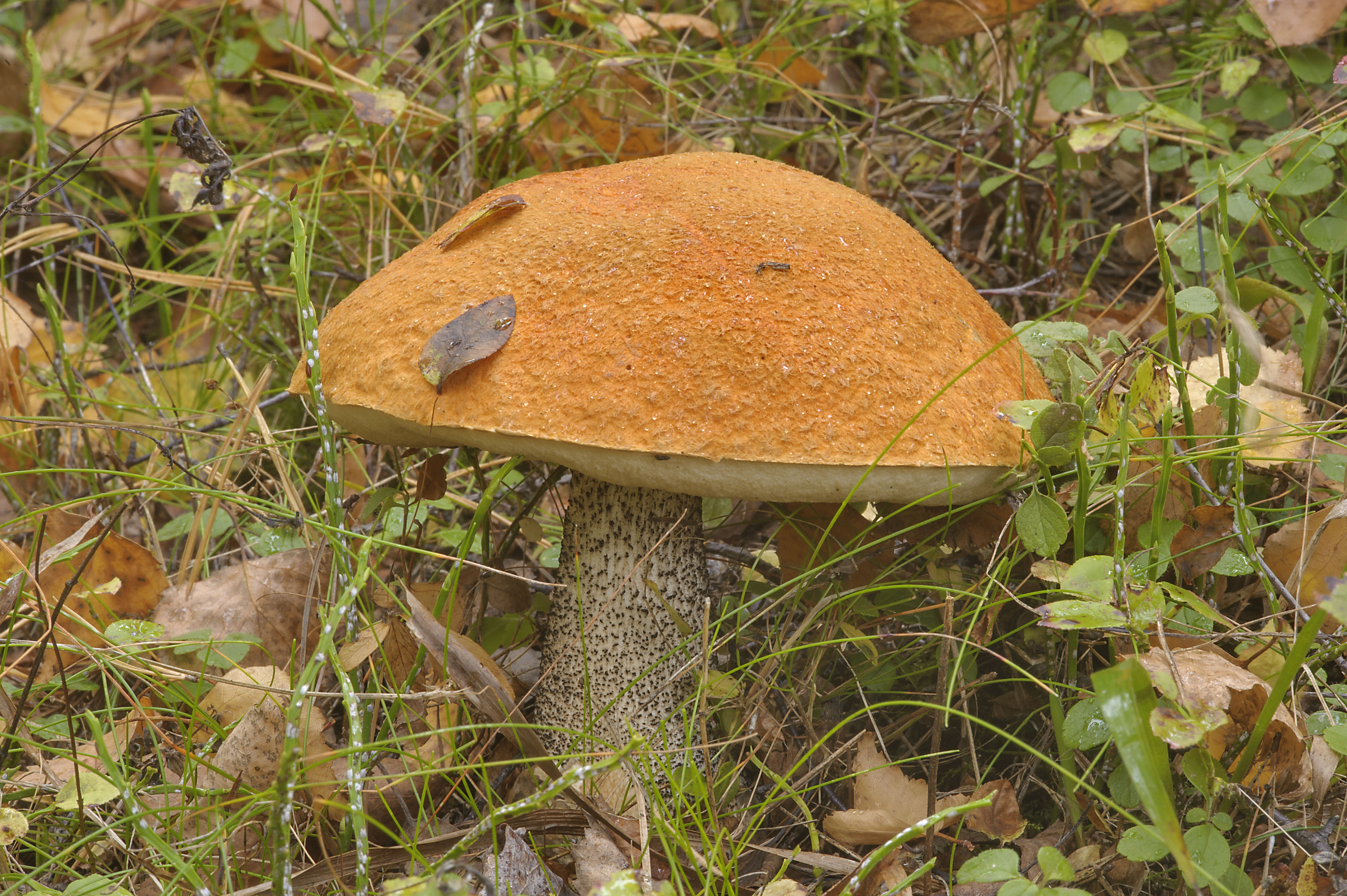 Photo 1275-12: Orange birch bolete mushroom (Leccinum versipelle ...