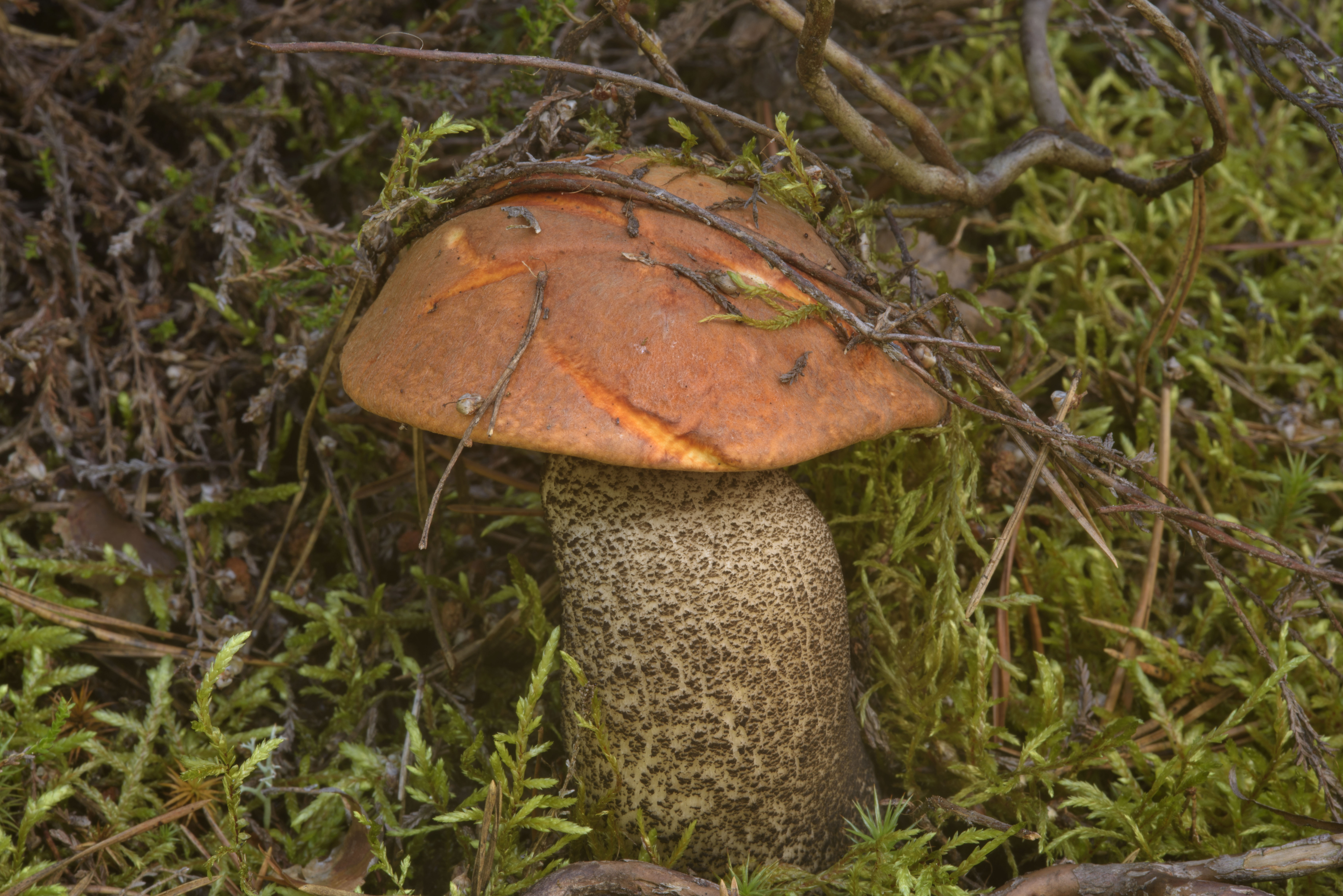 Photo 1851-05: Orange birch bolete mushroom (Leccinum versipelle ...