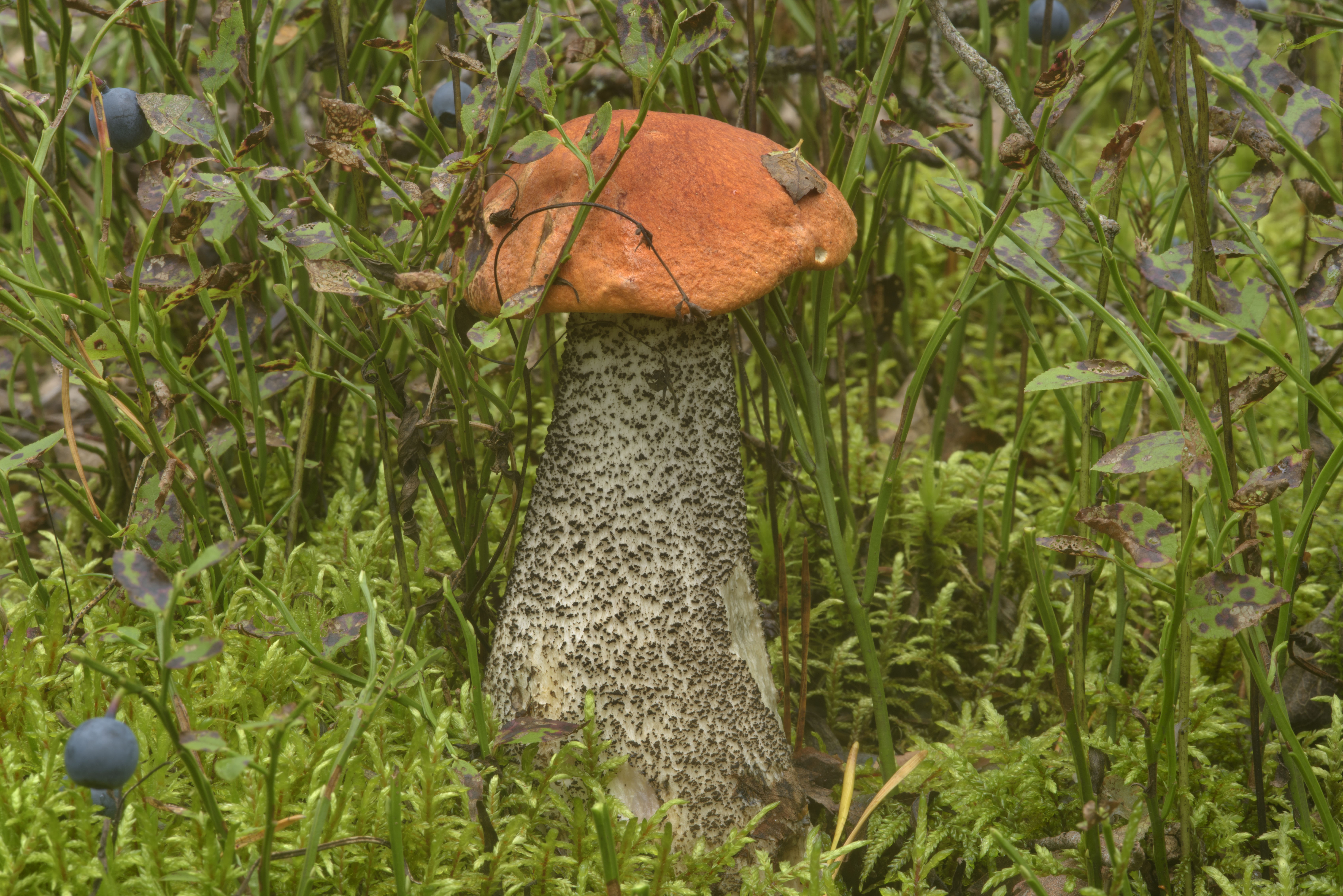 Photo 1883-14: Orange birch bolete mushroom (Leccinum versipelle ...