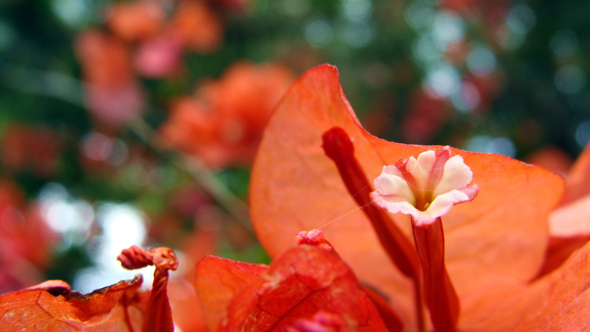 Flowers: Orange Bougenville Salak Wild Bogor Flower Hd Iphone ...