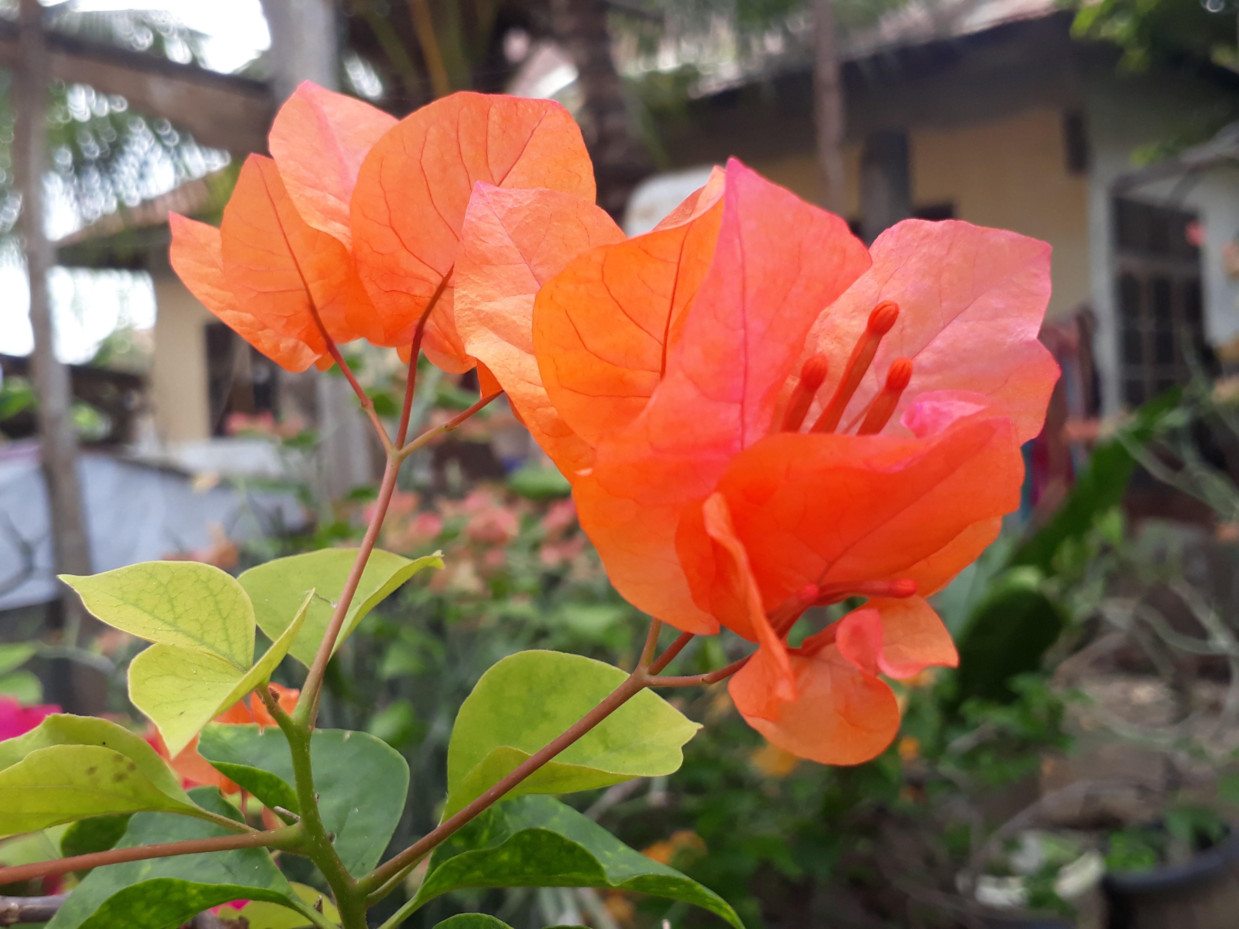 Colorchallenge Tuesday Orange || Beautiful Bougenville — Steemit