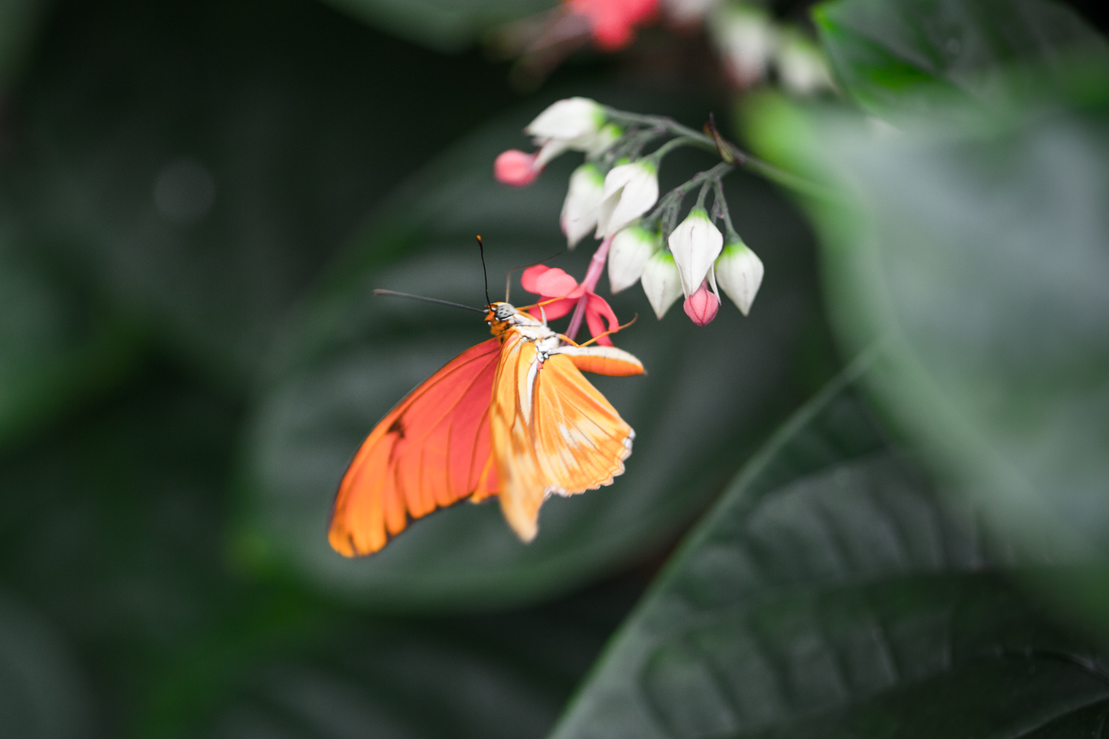 Orange butterfly photo