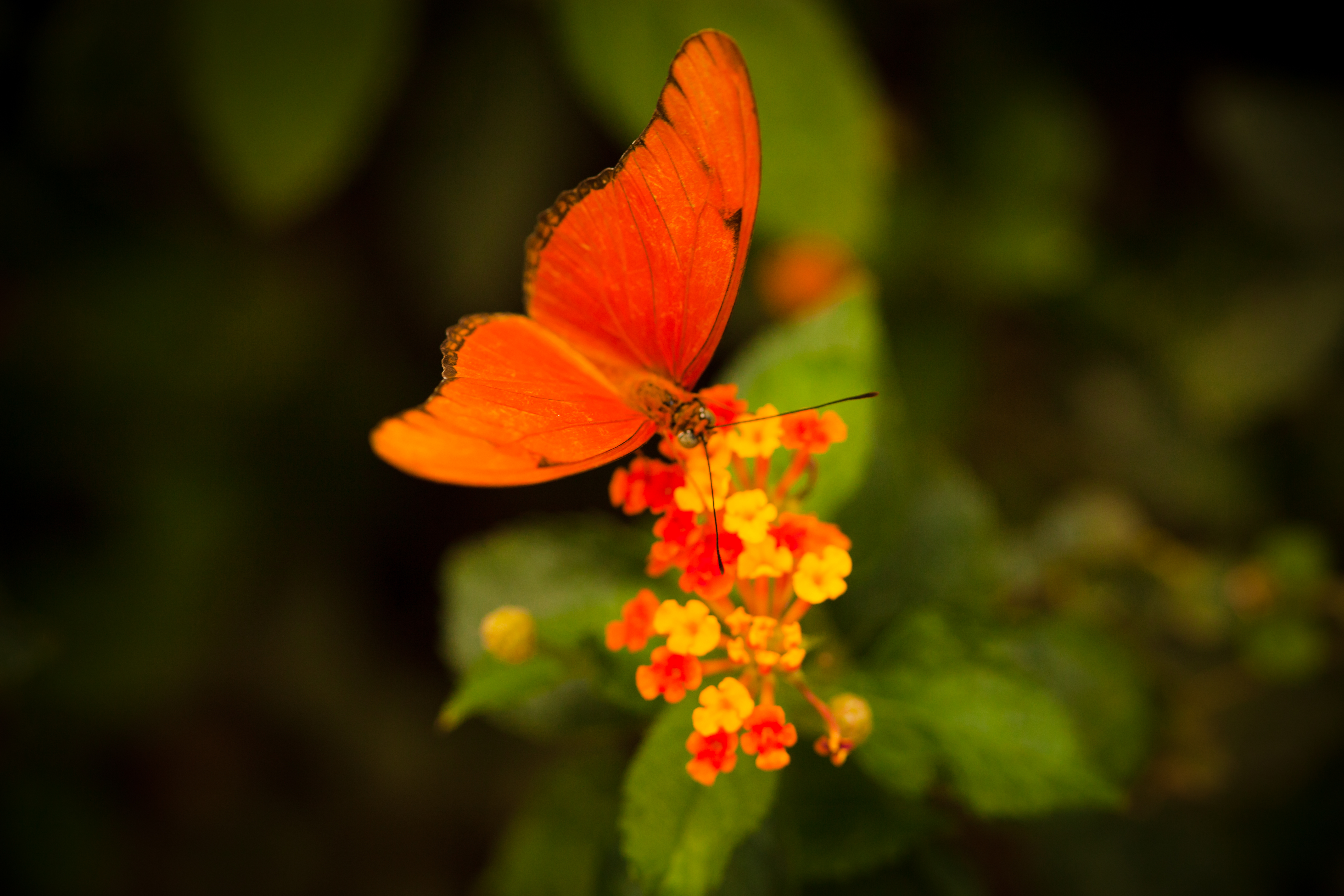 Orange butterfly photo