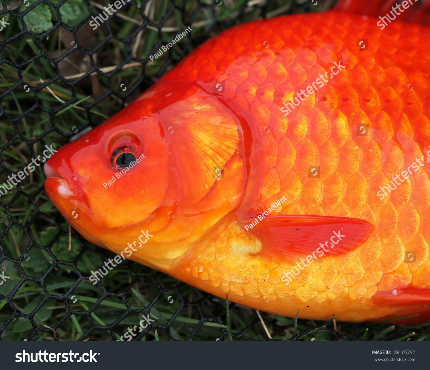 Orange carp photo