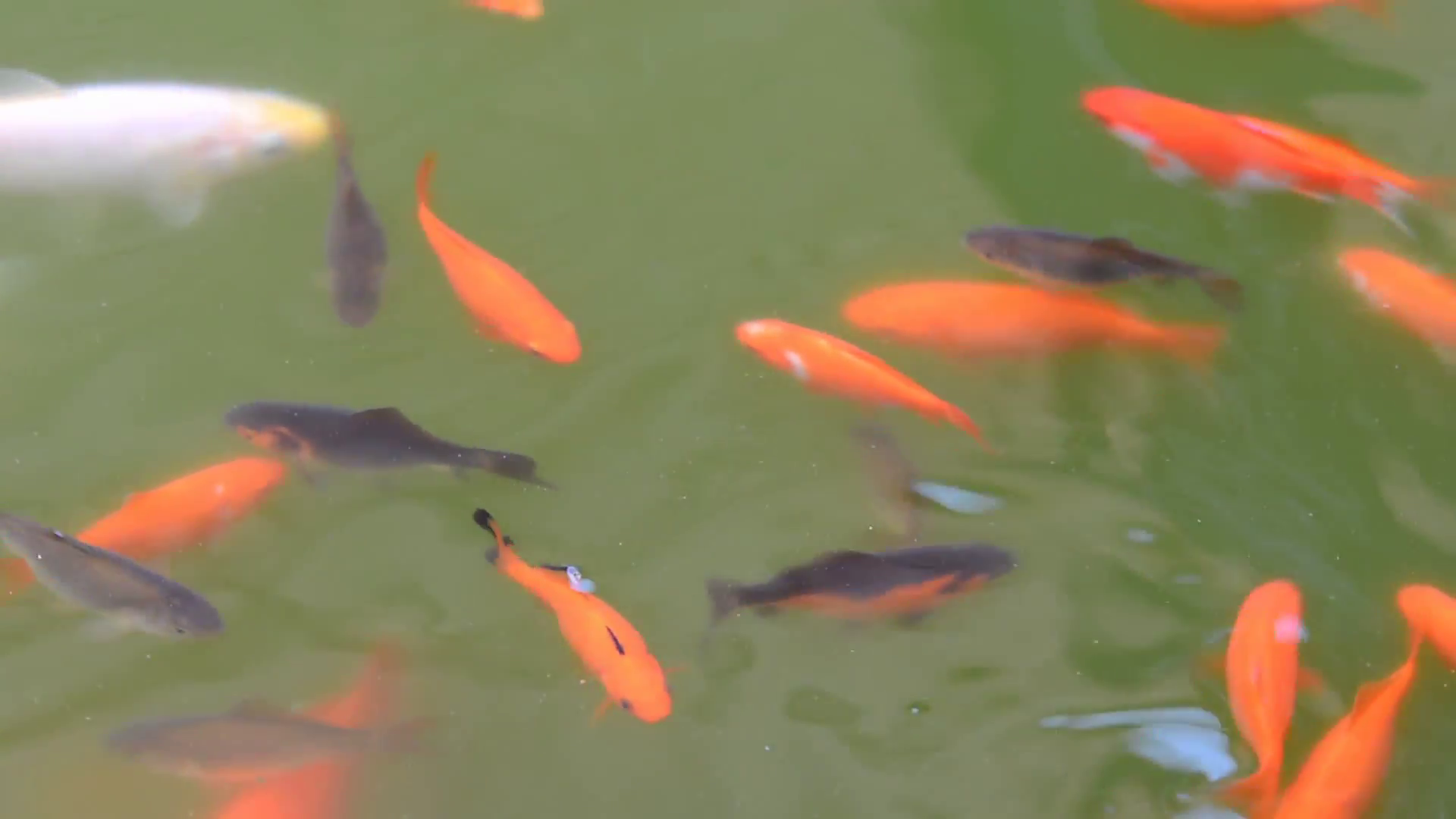 Orange Carp koi in garden ornamental pond. View of the water surface ...