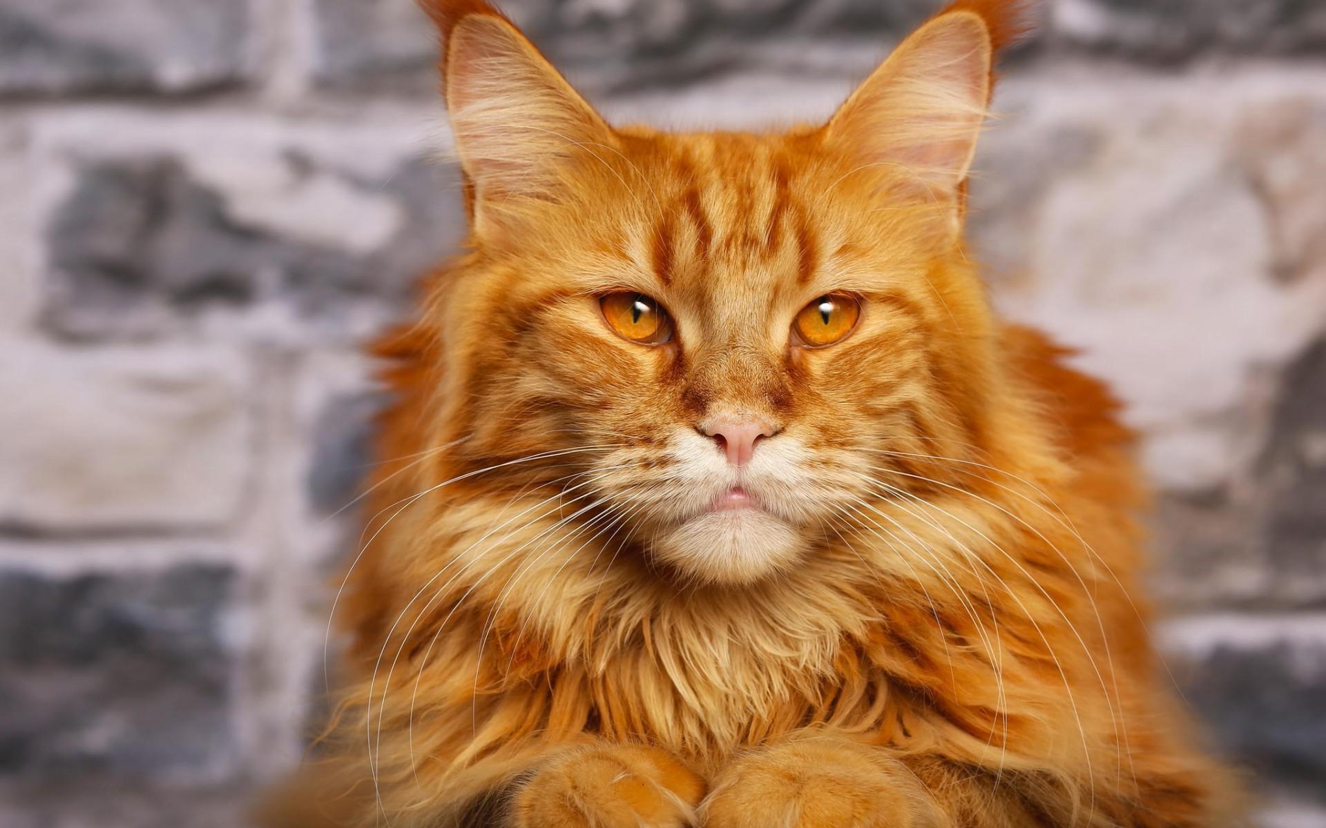 28 Beautiful Orange Maine Coon Cat Pictures And Photos