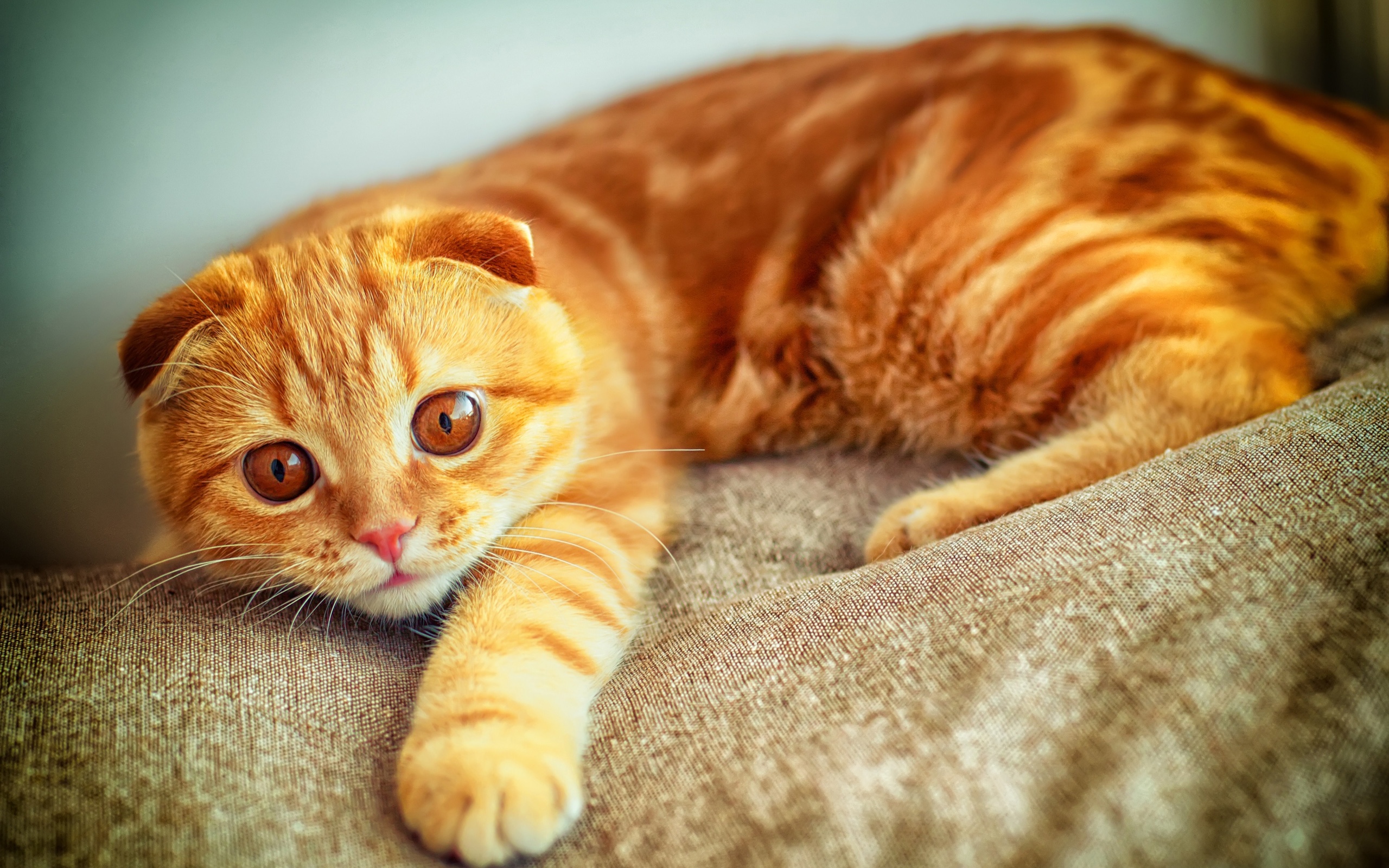 Orange Cat Breeds – Purrfect Cat Breeds