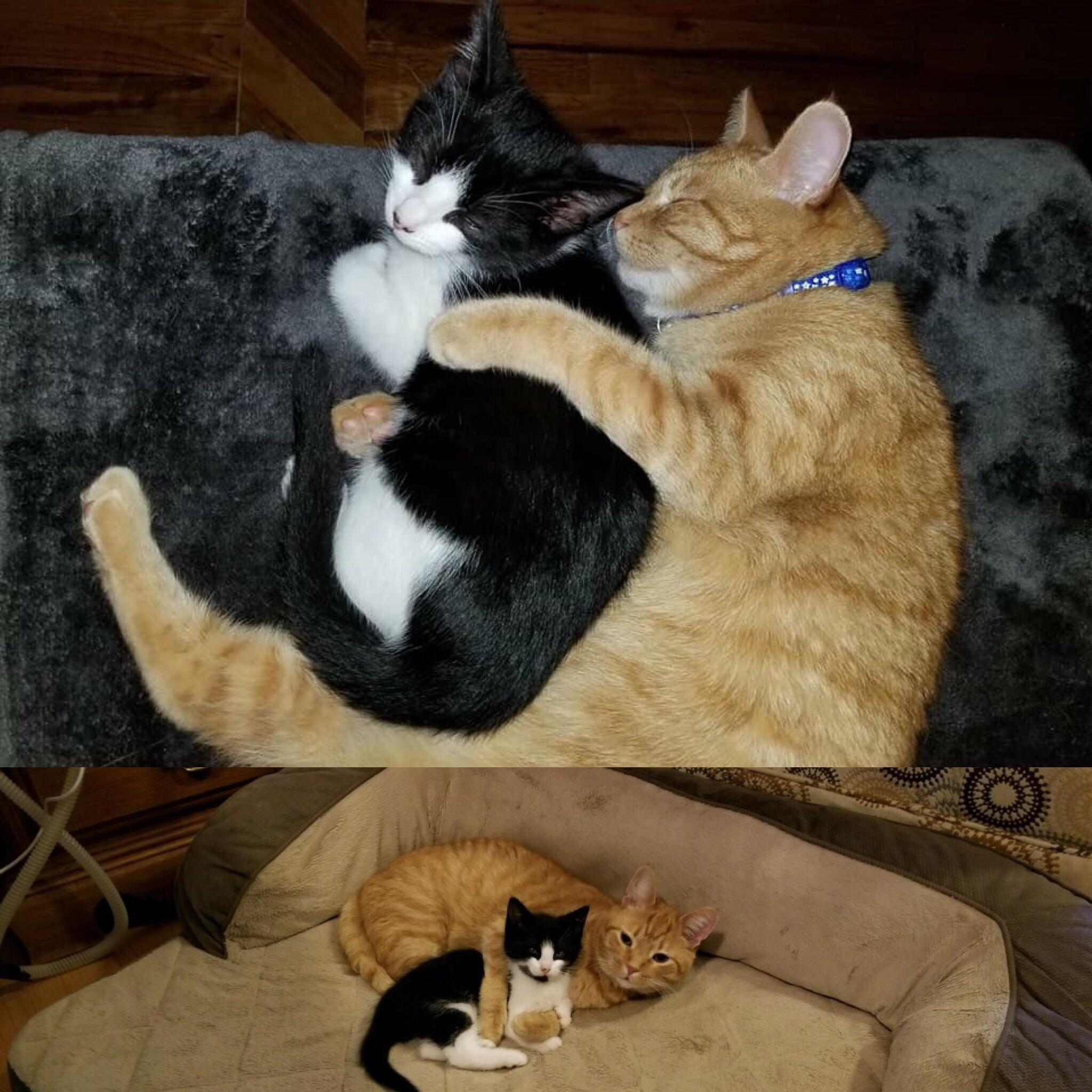 one month later the orange cat still loves his kitten friend : cats