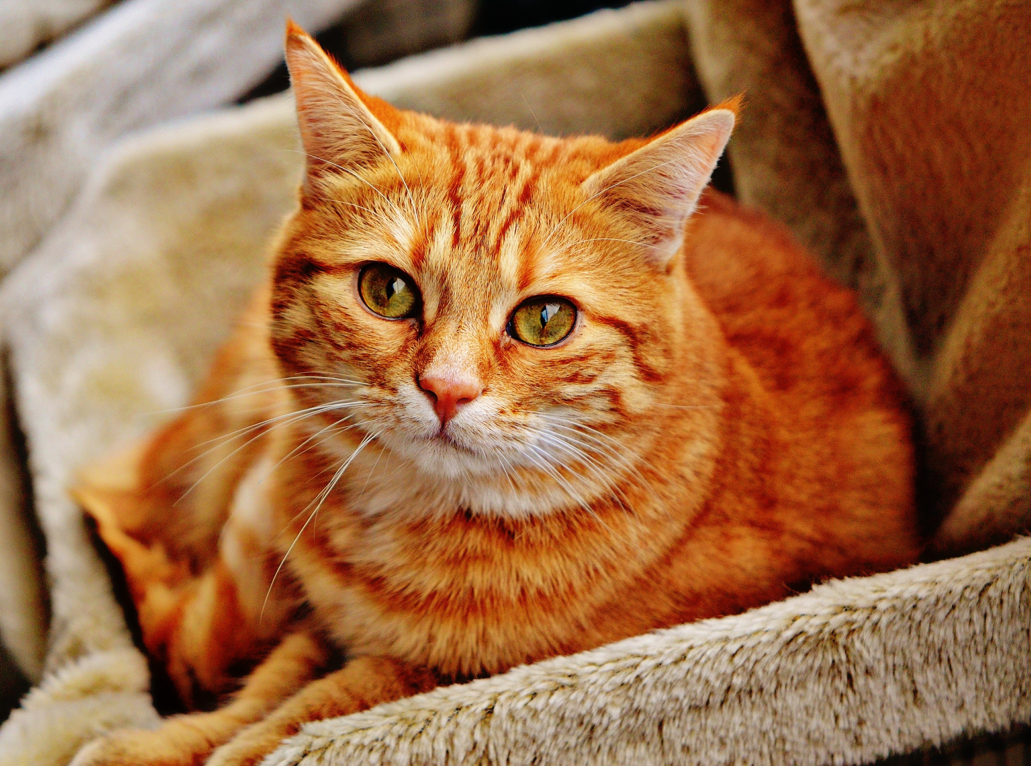 Orange Tabby Cat Laying on Brown Sofa · Free Stock Photo