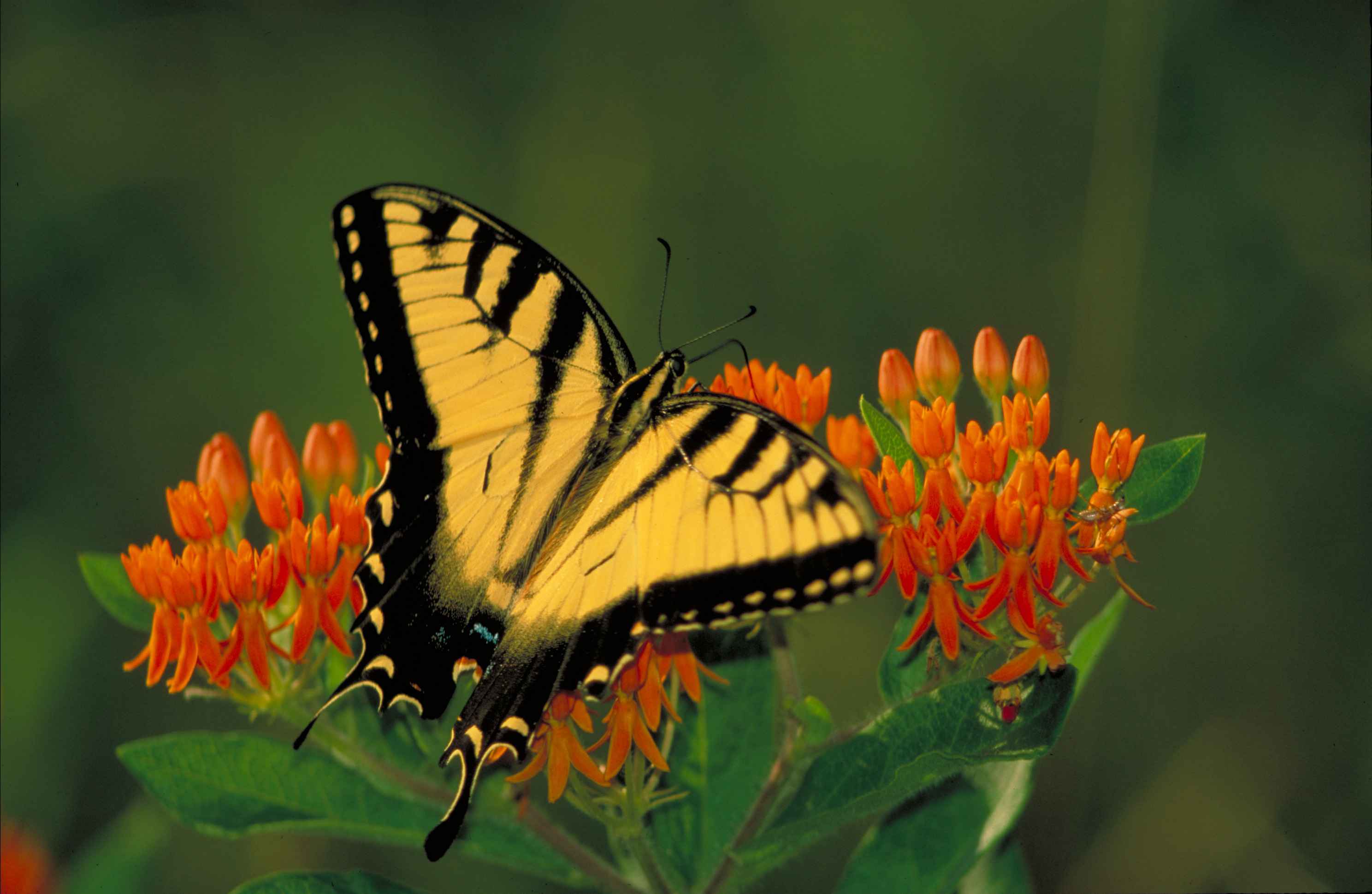 File:Black striped yellow tiger swallowtail butterfly pterourus ...