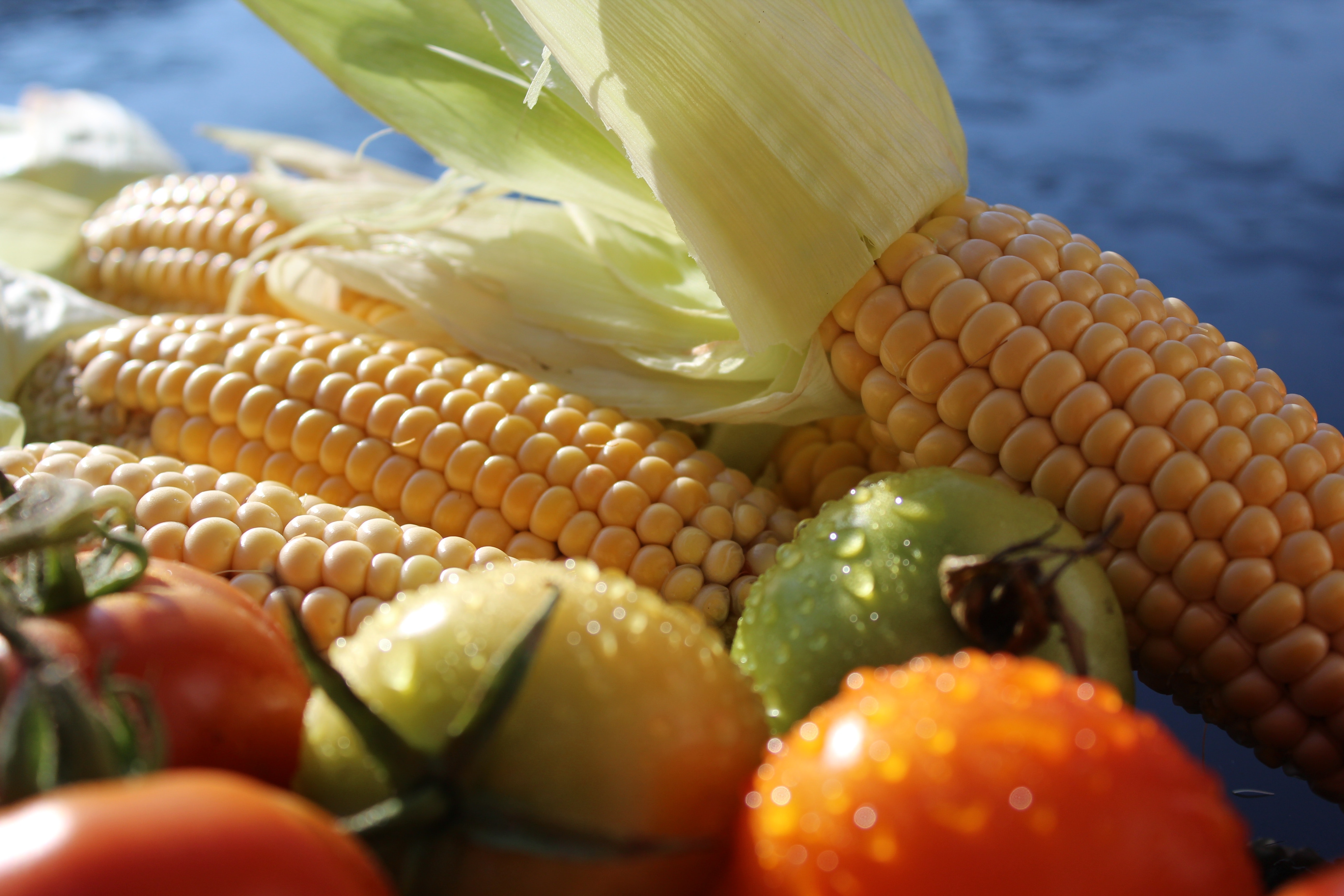 Orange Corn Kernels · Free Stock Photo