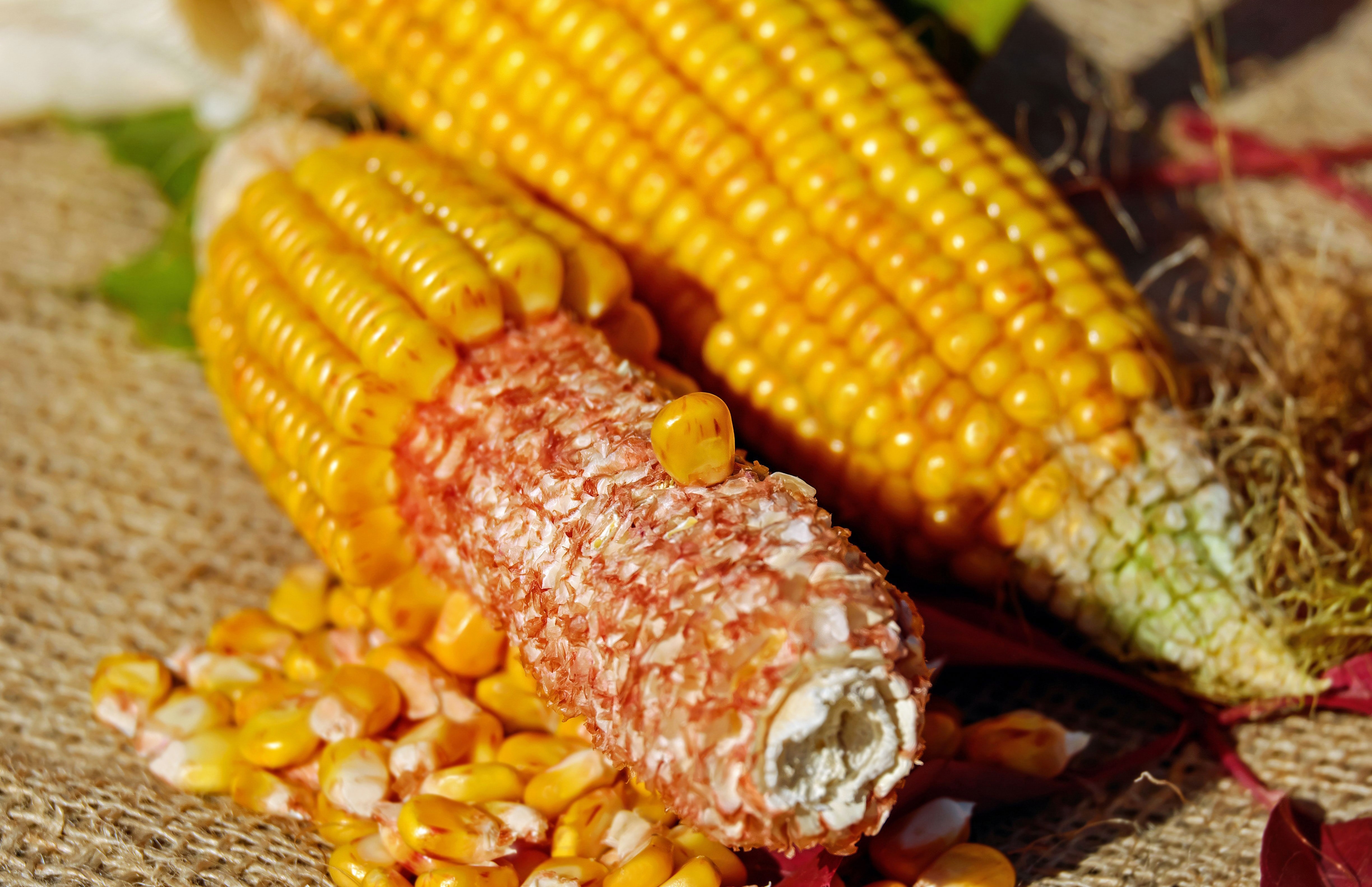 Free stock photo of corn, corn kernels, corn on the cob