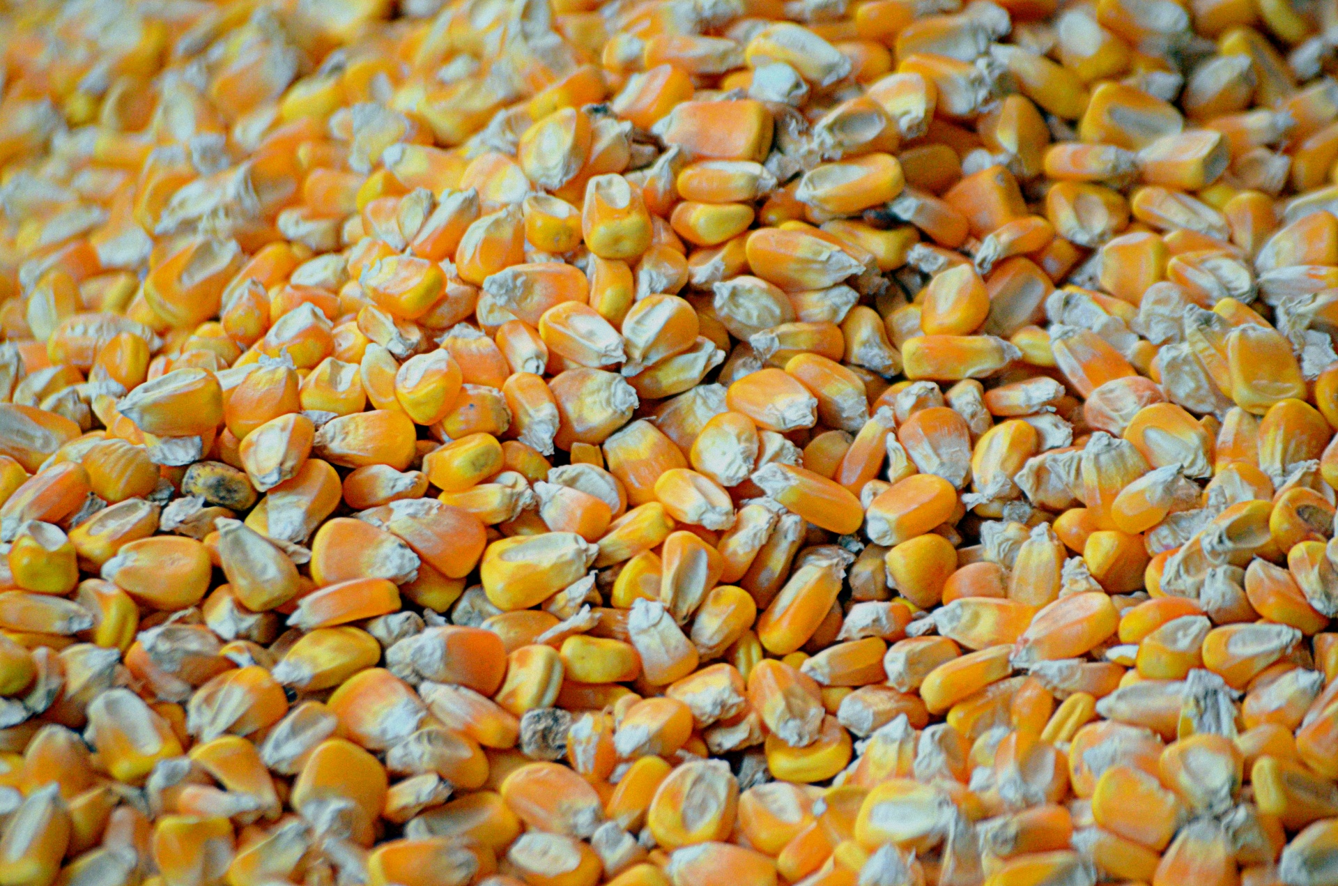 Kernels Of Corn Free Stock Photo - Public Domain Pictures