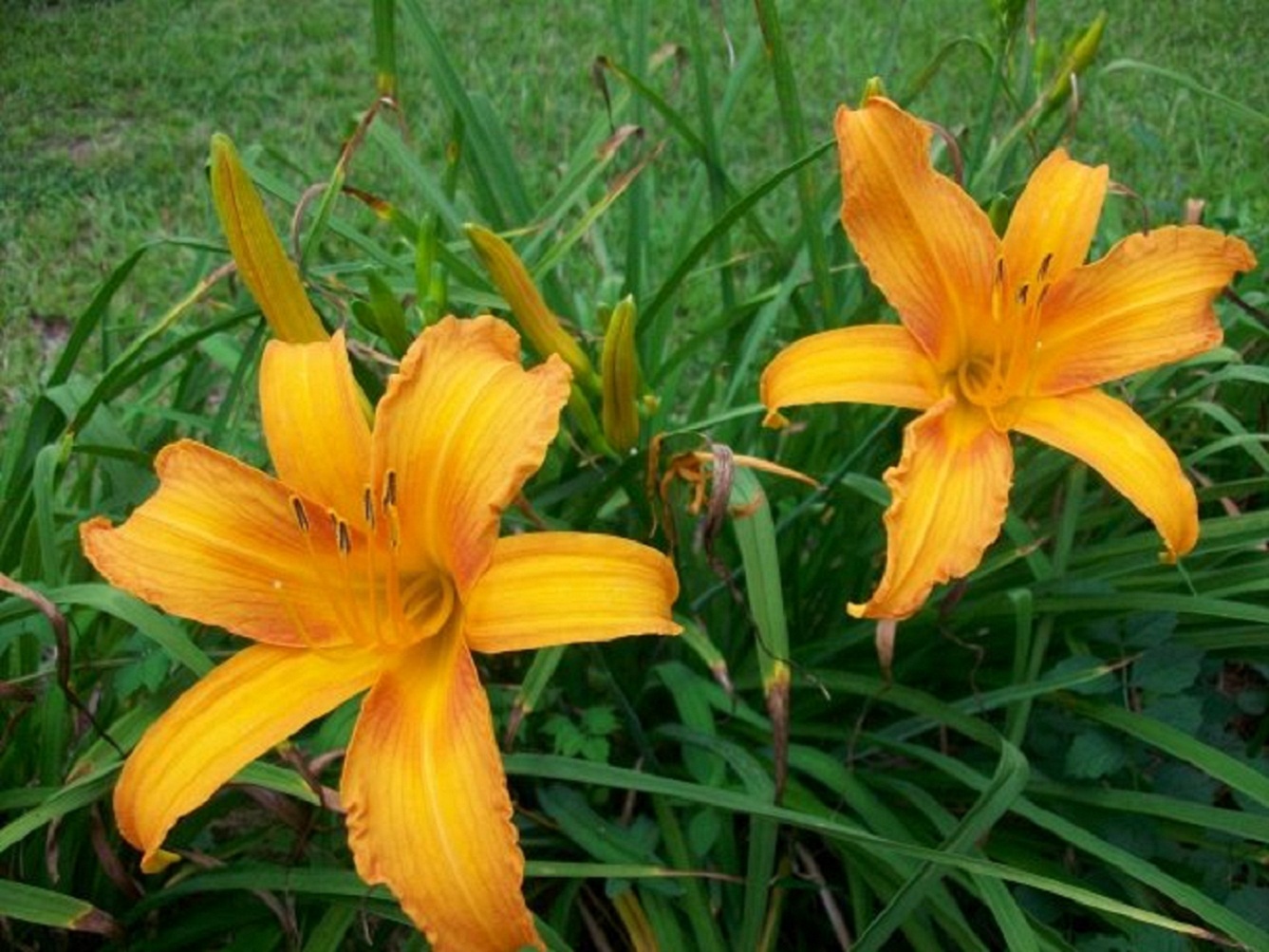 Orange day lily with bronze photo
