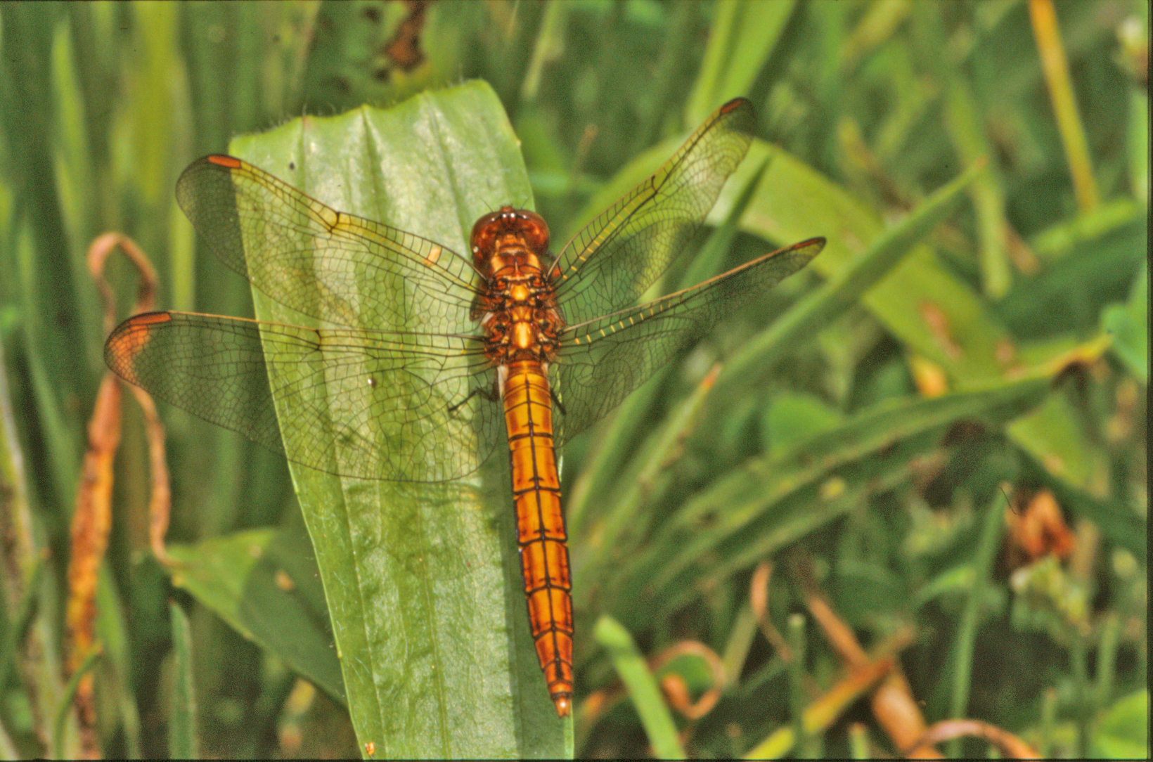 Orange dragonfly photo