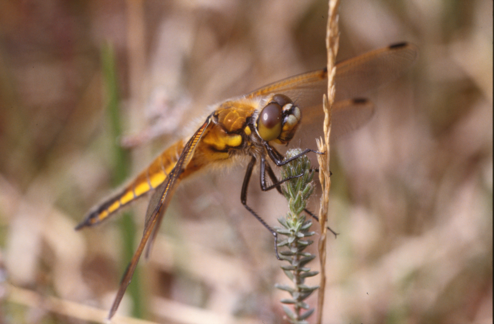 Orange dragonfly photo