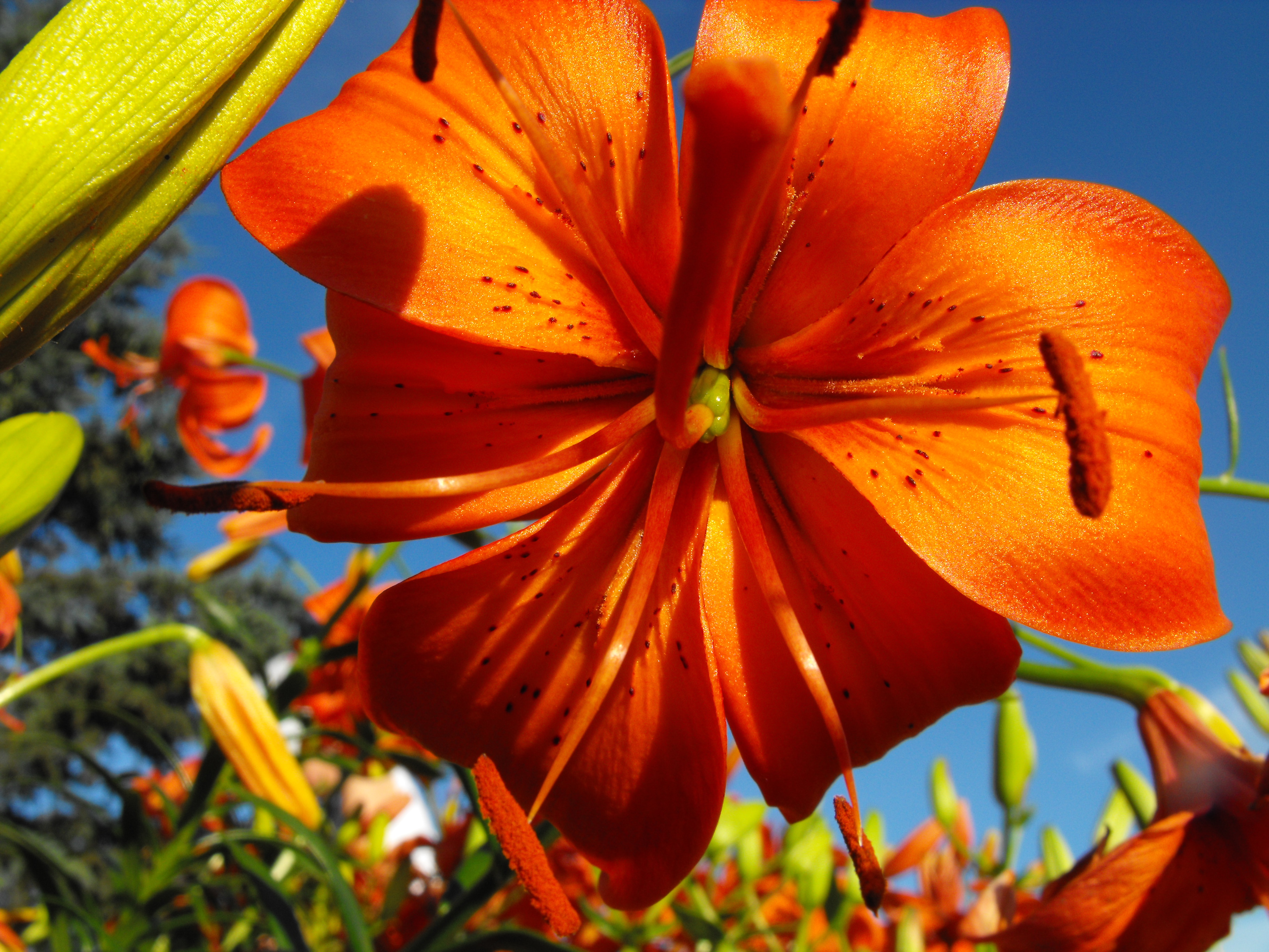 Orange flower photo