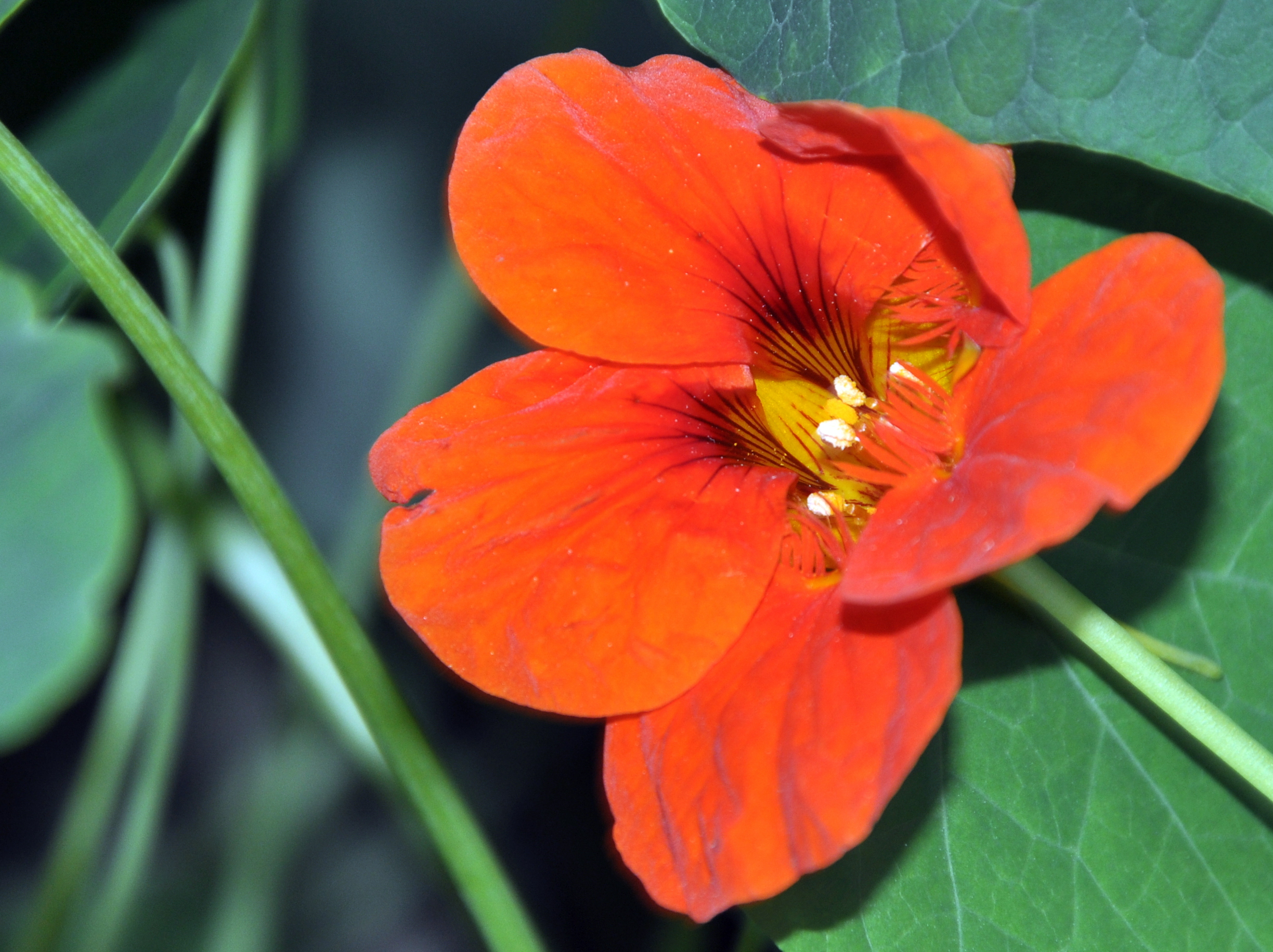 orange flowers – Gardening Nirvana