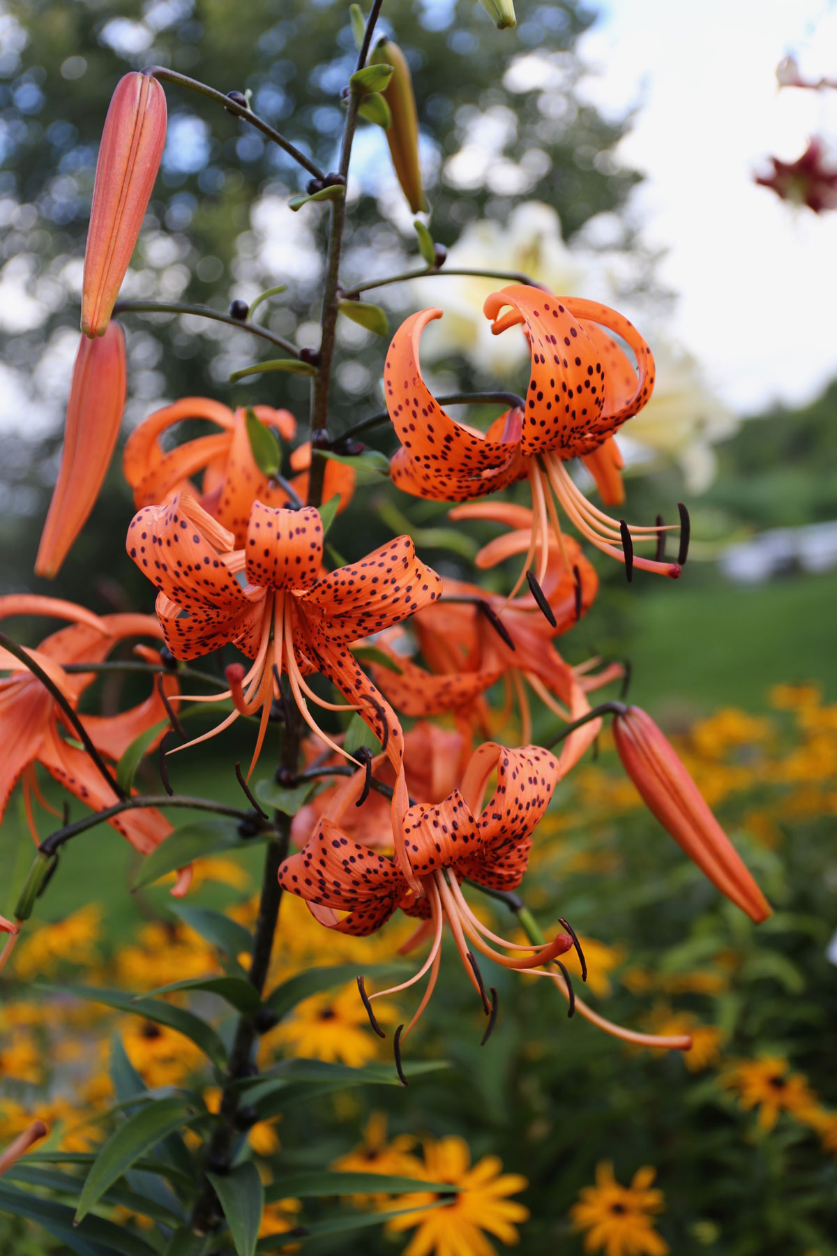 How to Use Orange in Your Flower Garden - Longfield Gardens