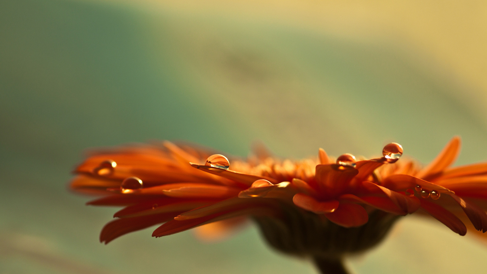Orange flower / 1920 x 1080 / Macro / Photography | MIRIADNA.COM