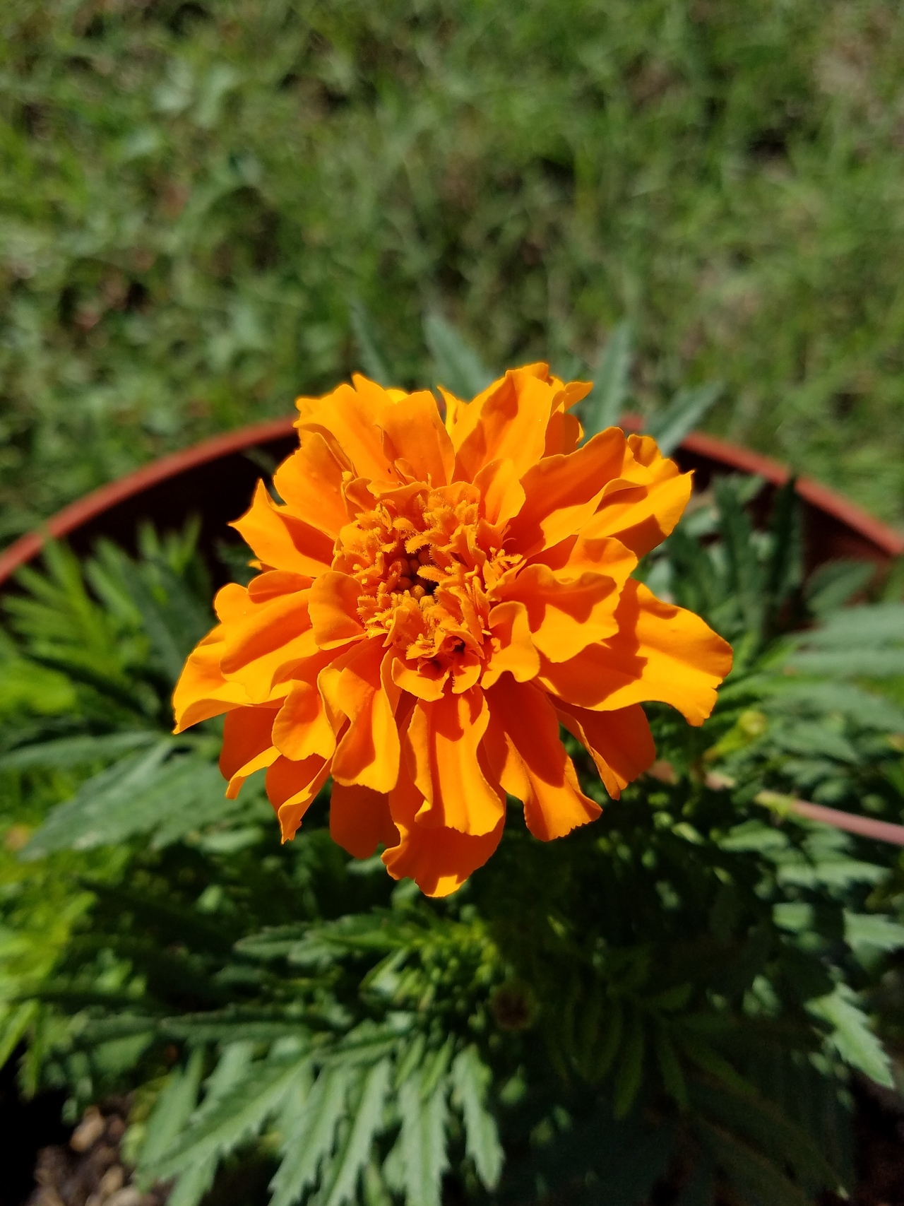 Foap.com: Orange flower | roxsand.lecroy, no person, nature, garden ...