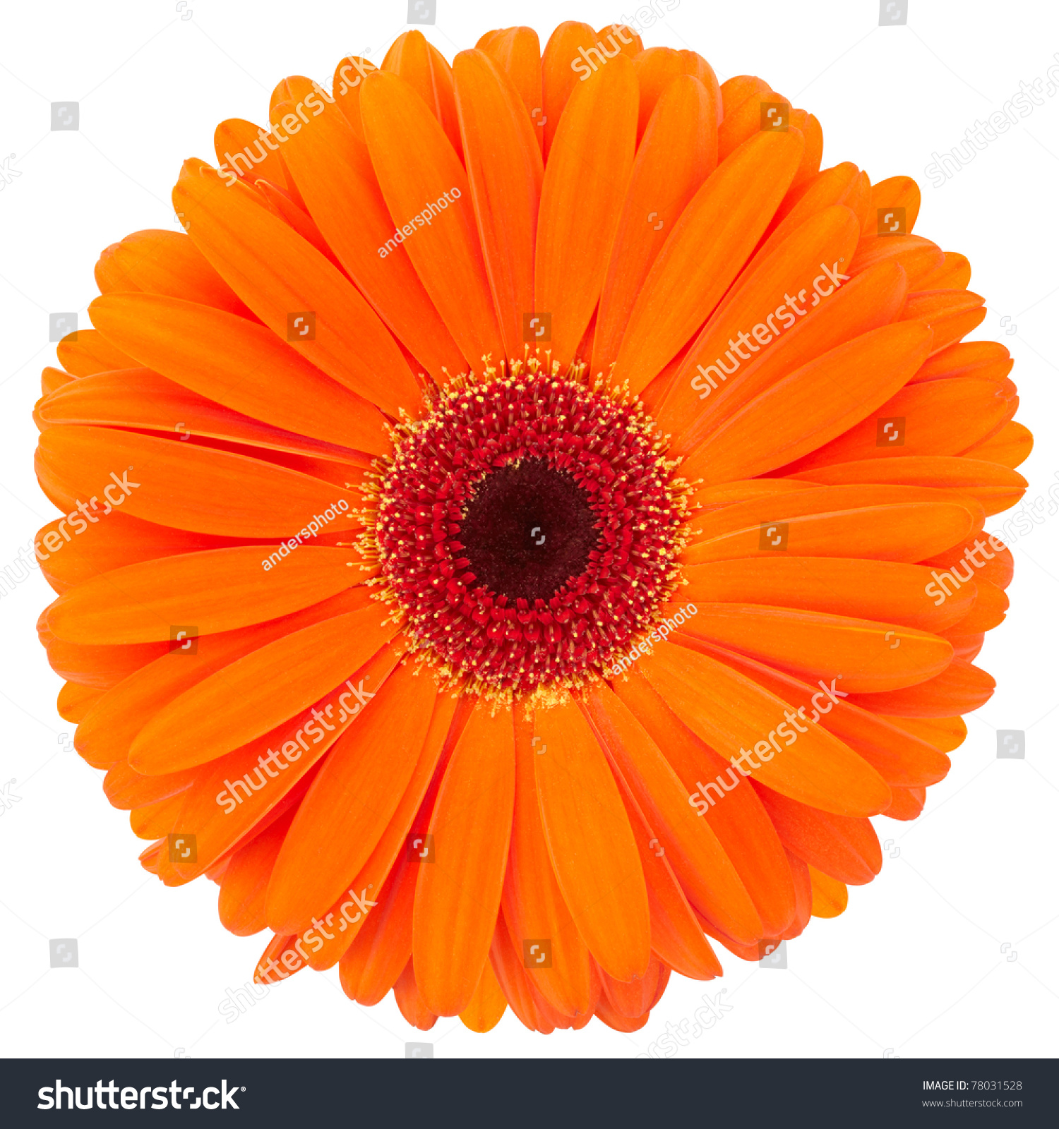 Orange Flower Gerber Isolated On White Stock Photo & Image (Royalty ...