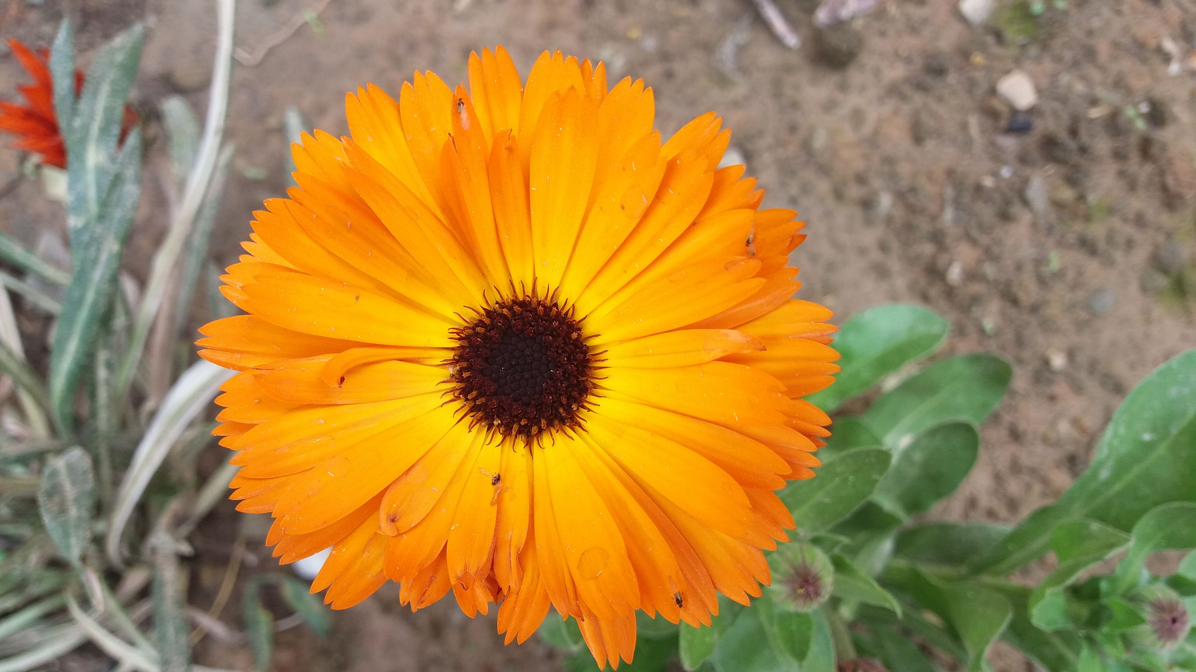 My Favourite Orange Flower — Steemit