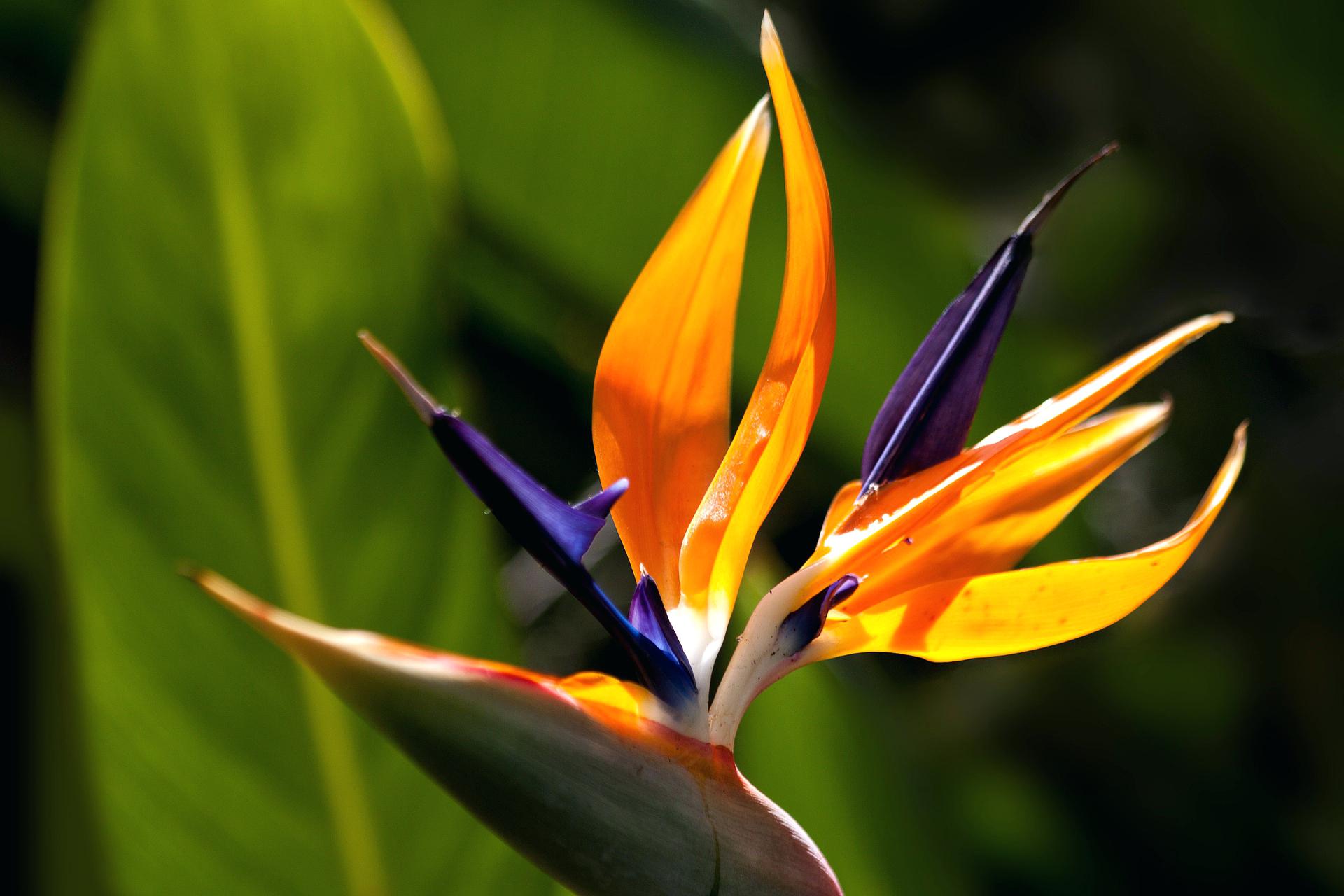Tropical Flowers And Plants Decor Blue Flower Orange ...