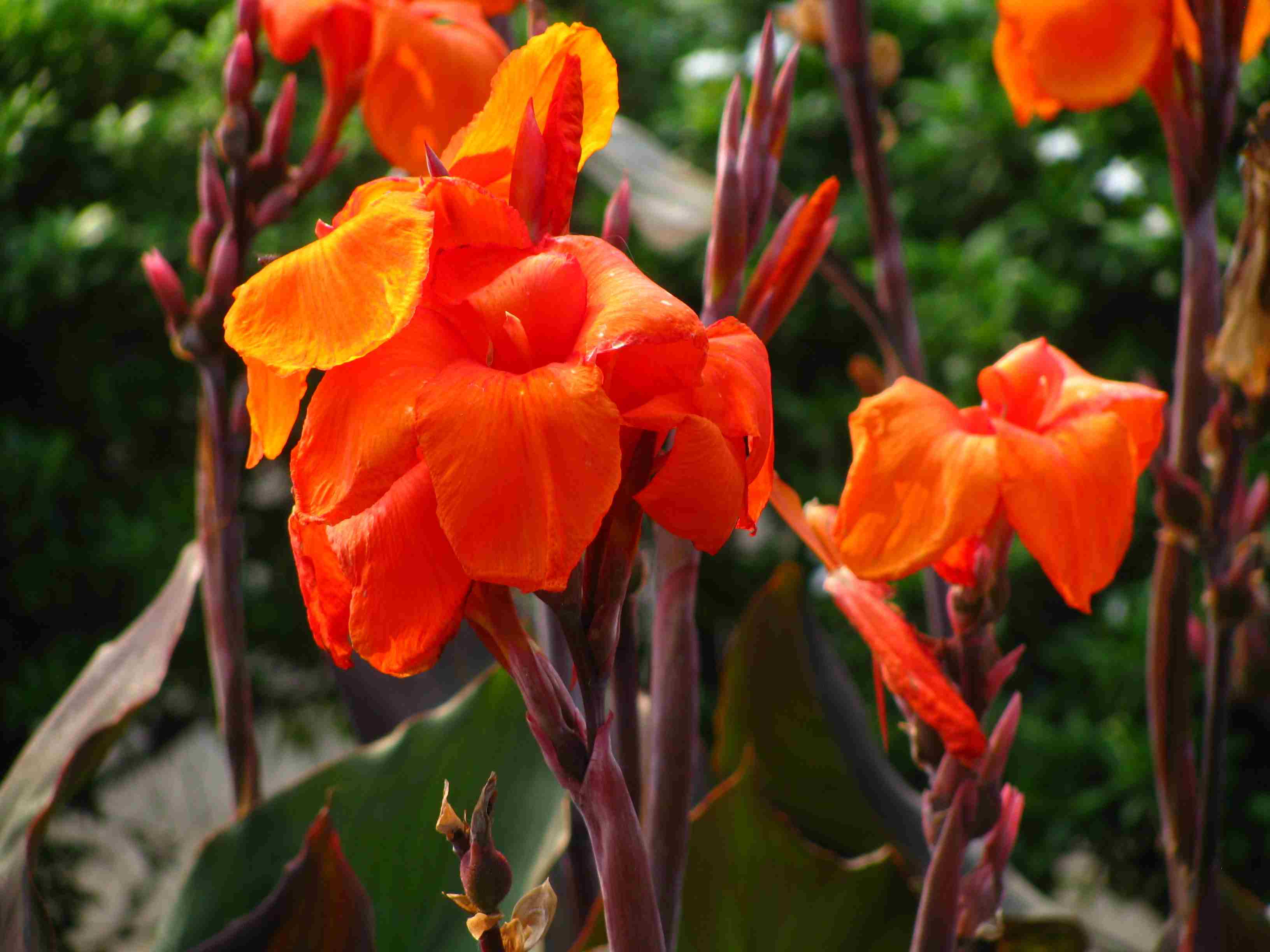 Pictures of Orange Flower Varieties
