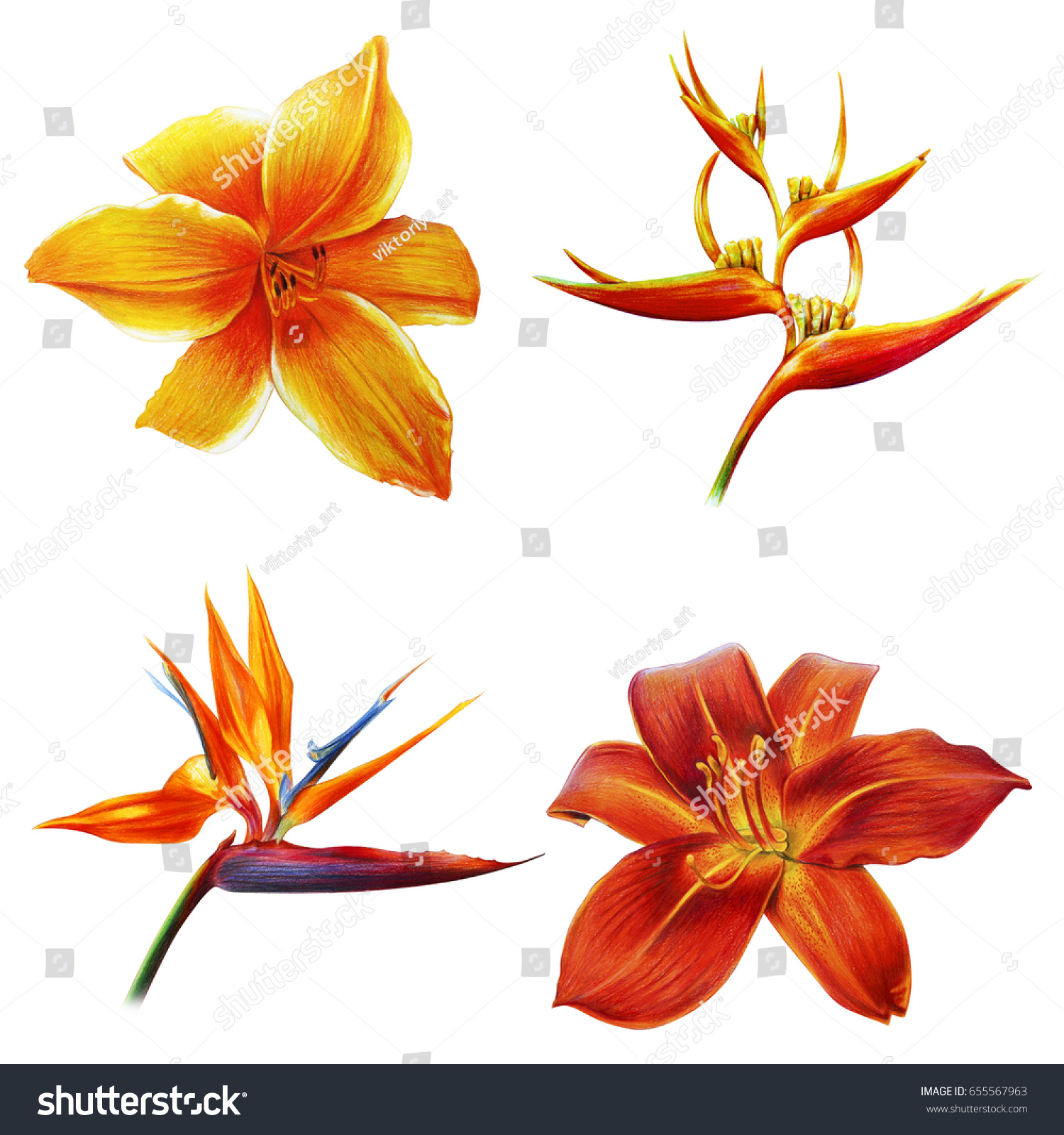 Tropical Orange Flowers On White Background Stock Illustration ...