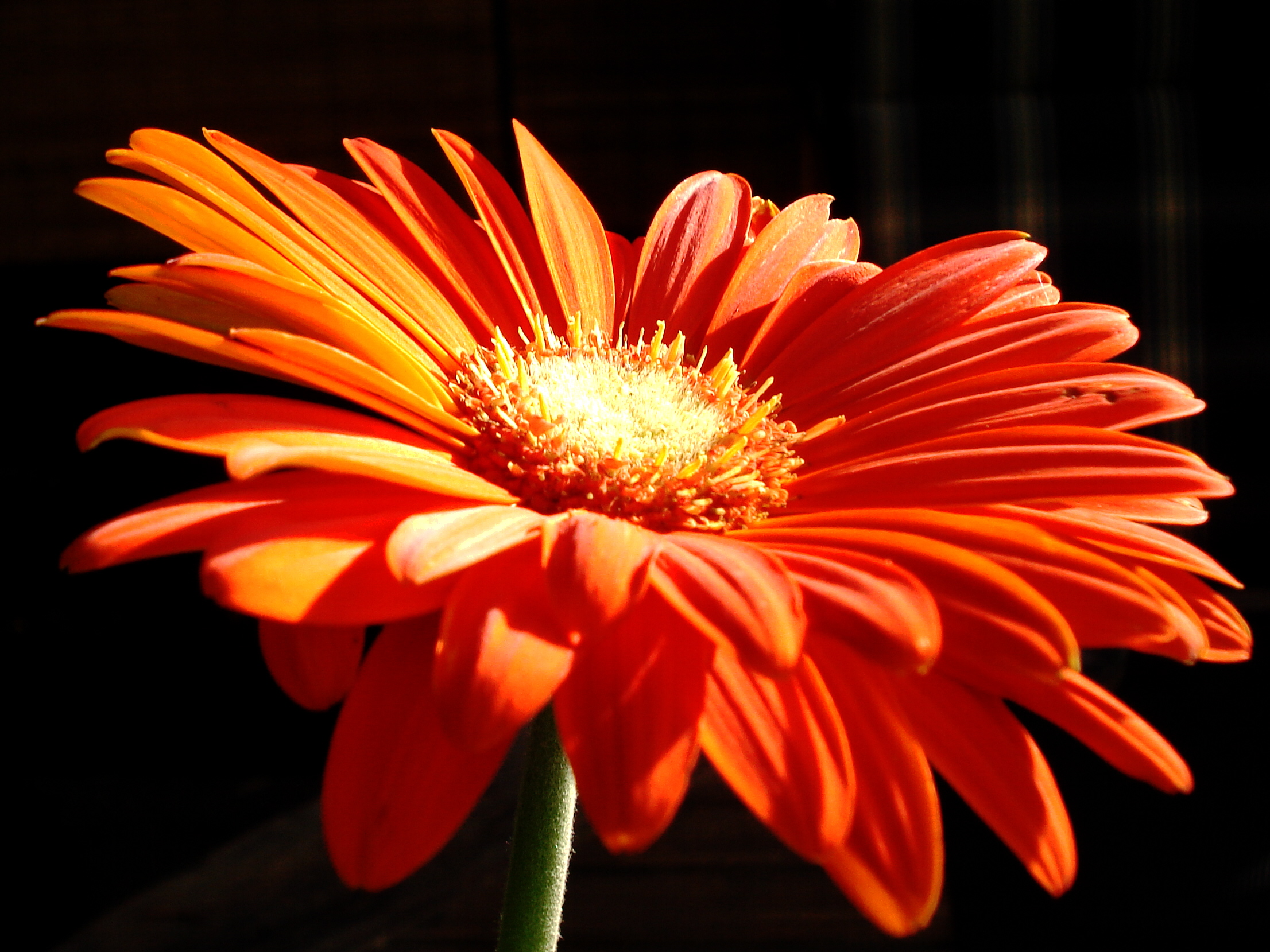 HQ 2212x1659 Resolution Orange Flower #863842 - FeelGrafix