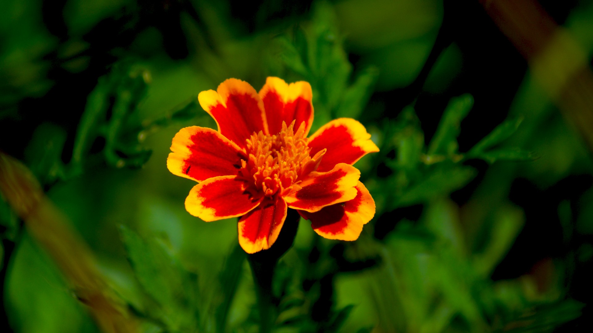 Small Red Orange Flower Free Stock Photo - Public Domain Pictures