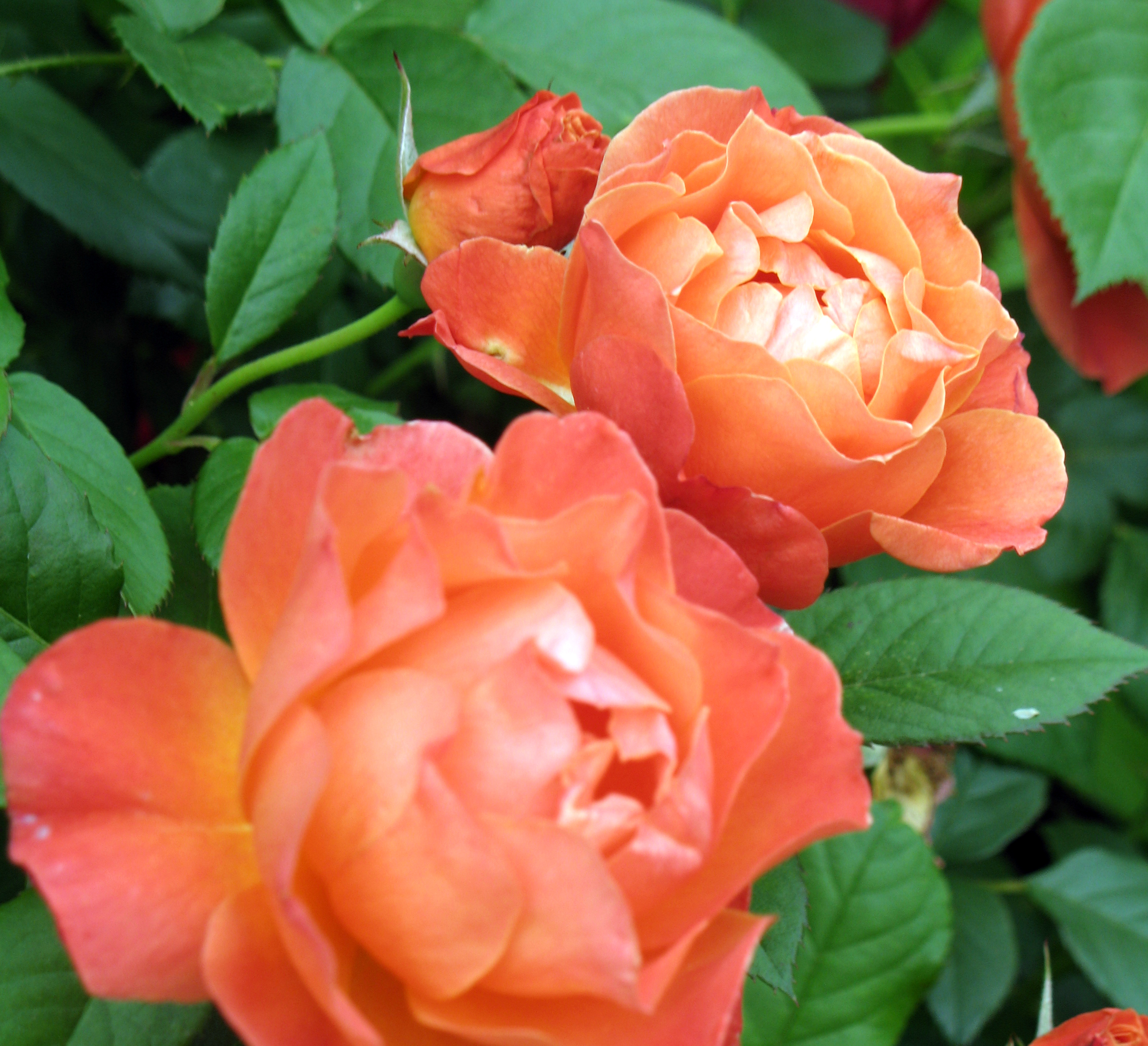 In The Garden: Enchanting Orange Flowers - D Magazine
