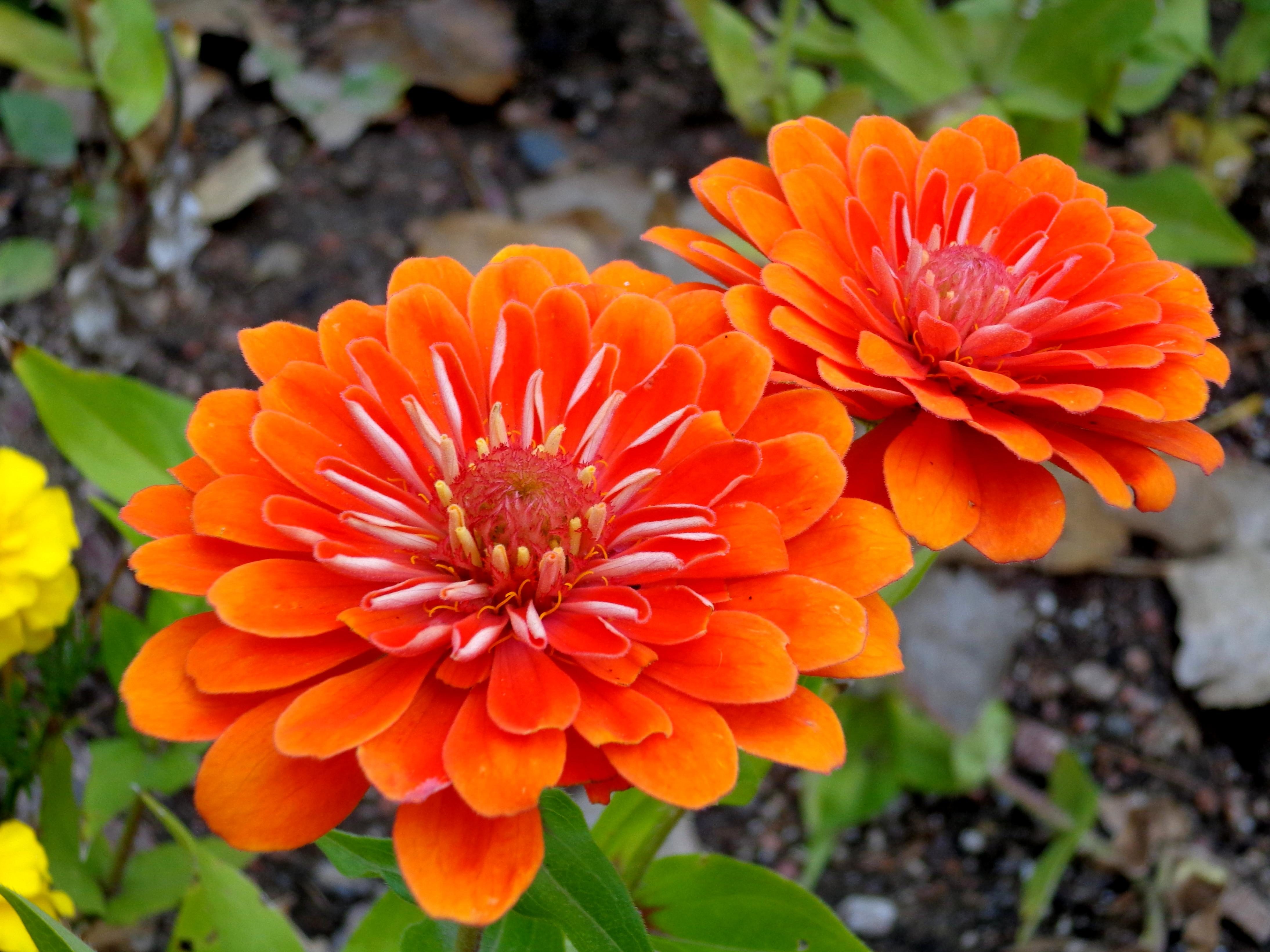 Free picture: orange flower, zinnia flowers