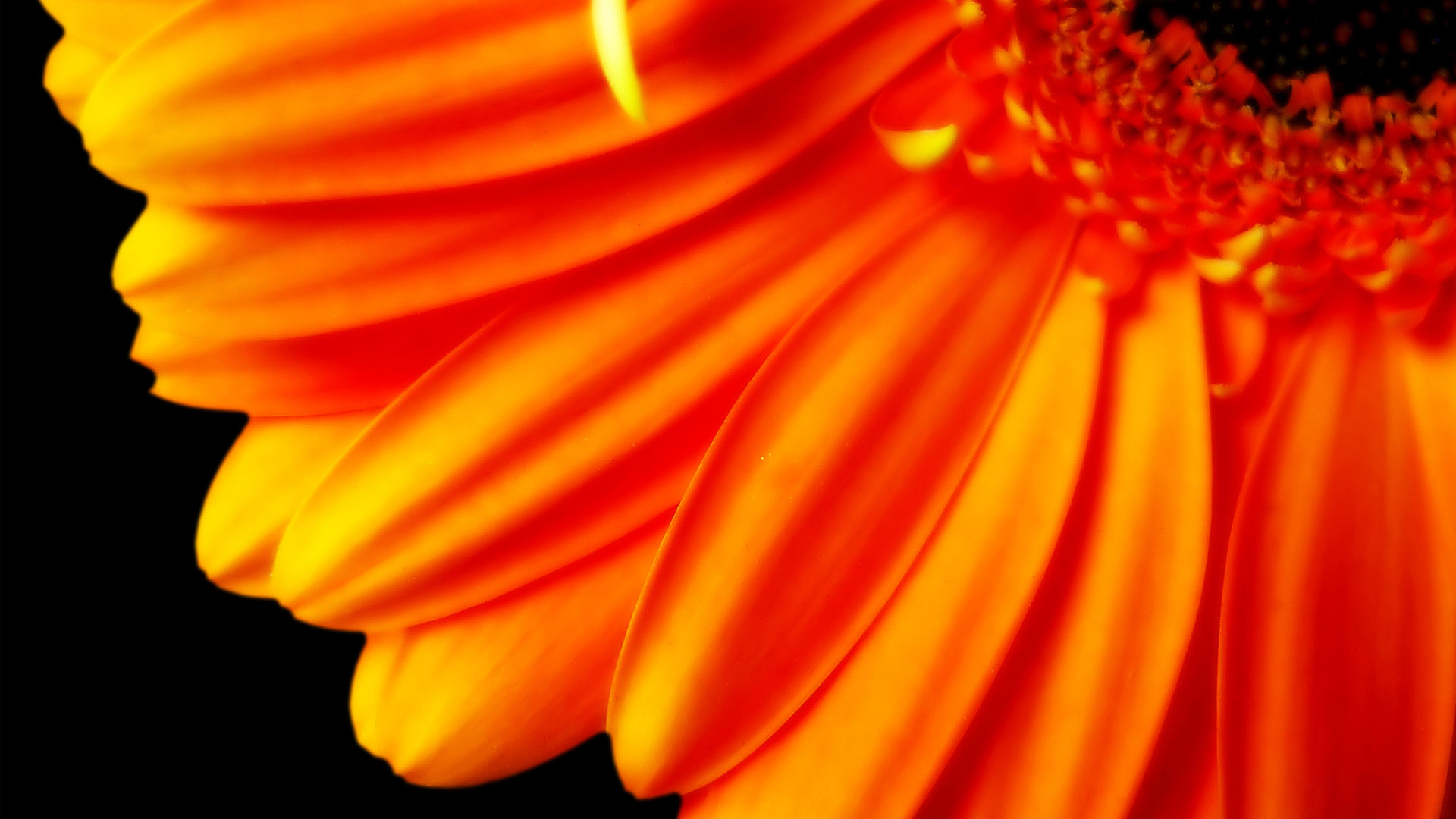 Pure Orange Flower 1080p Wallpapers | HD Wallpapers | ID #5625